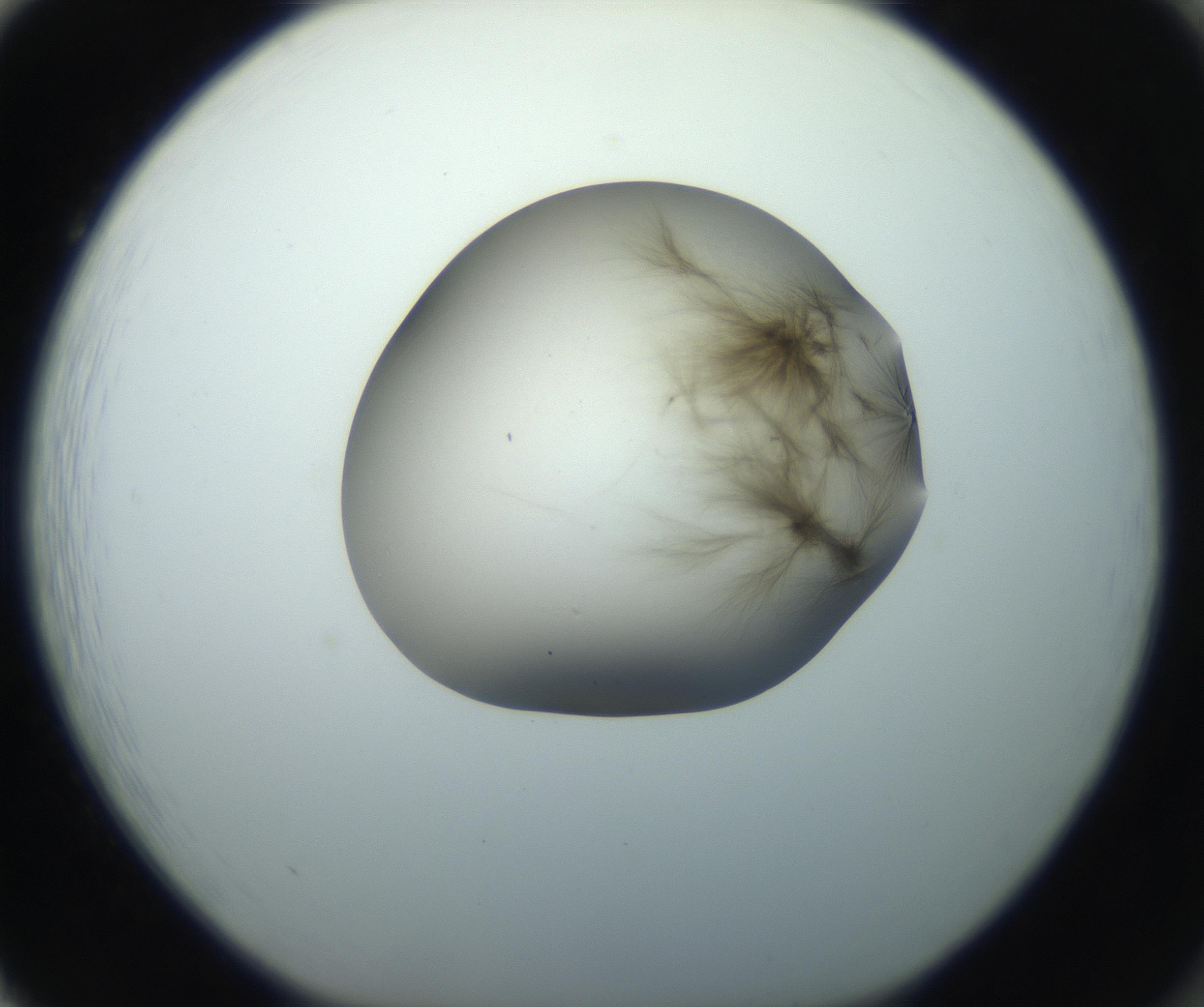 RI01_03_000_0212_Proj1_Clon1_MC_0000MC102851_003_161007_02_08_01_00_99_002_001_RAI.jpg