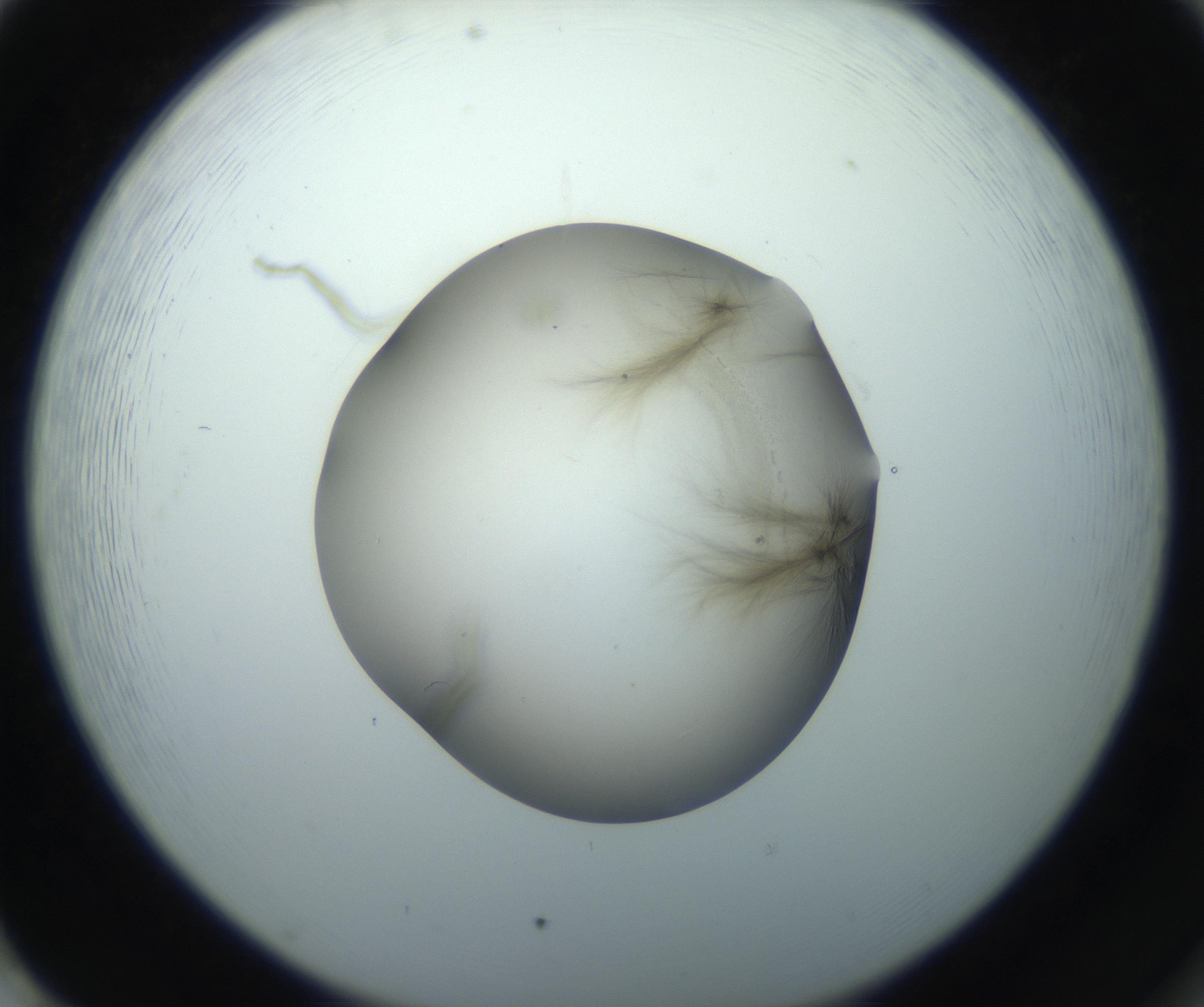 RI01_03_000_0212_Proj1_Clon1_MC_0000MC102851_003_161007_02_08_02_00_99_002_001_RAI.jpg