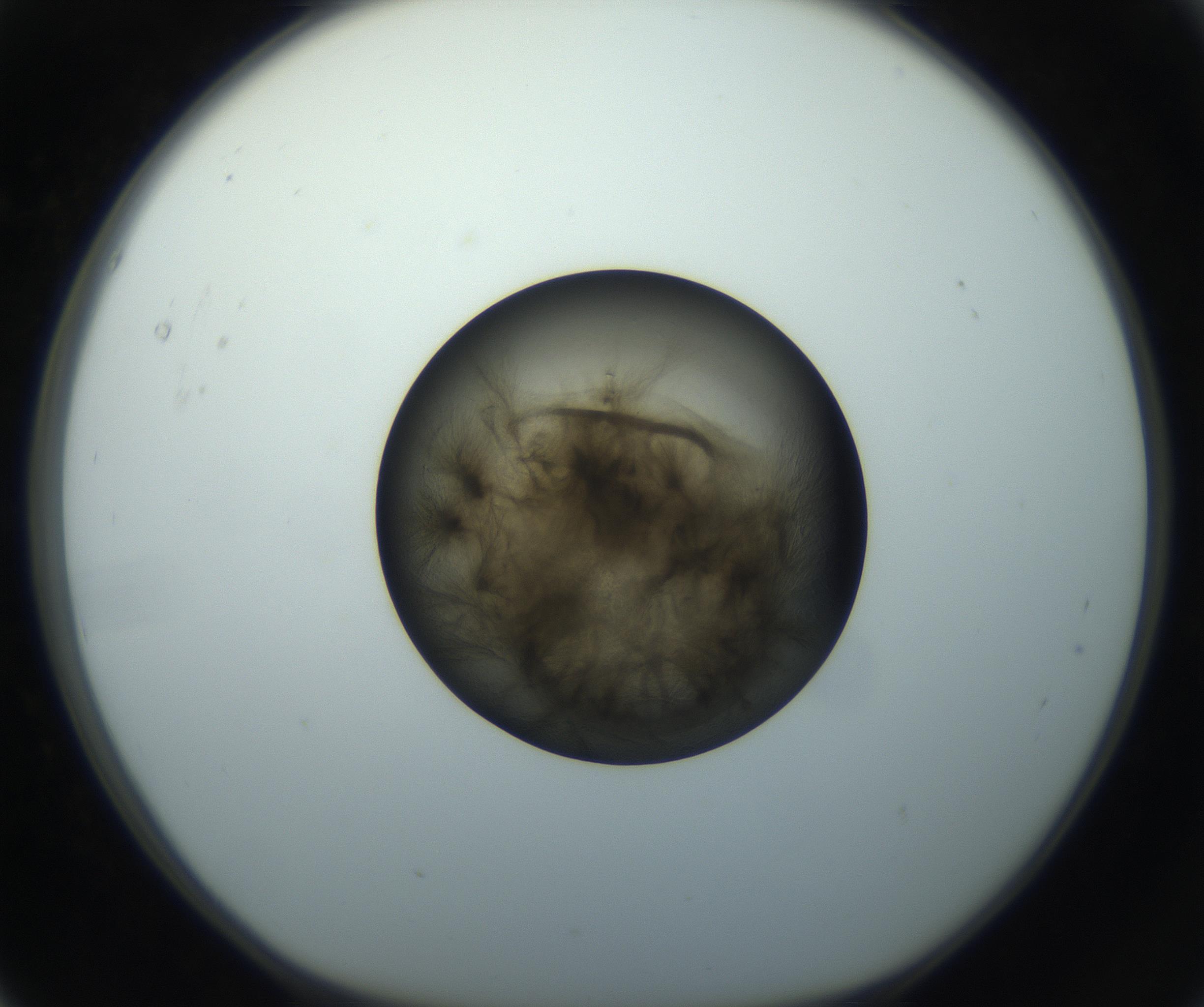 RI01_03_000_0212_Proj1_Clon1_MC_0000MC102851_003_161007_05_01_01_00_99_002_001_RAI.jpg
