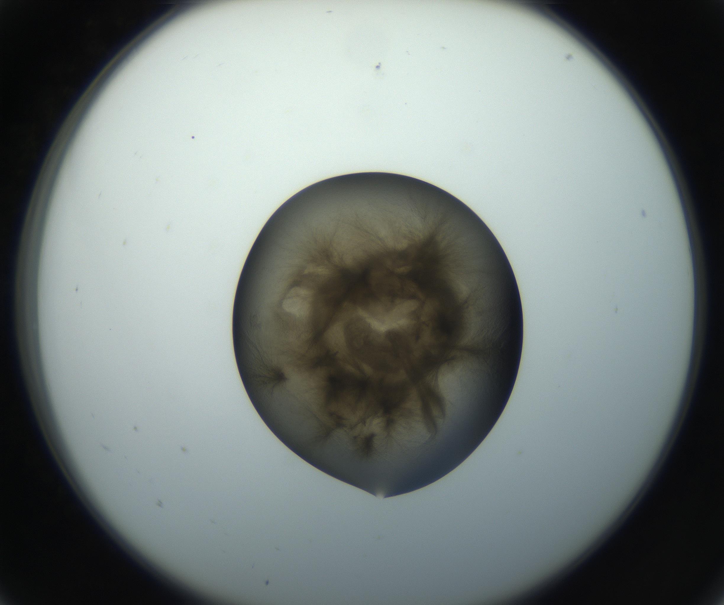 RI01_03_000_0212_Proj1_Clon1_MC_0000MC102851_003_161007_05_01_02_00_99_002_001_RAI.jpg