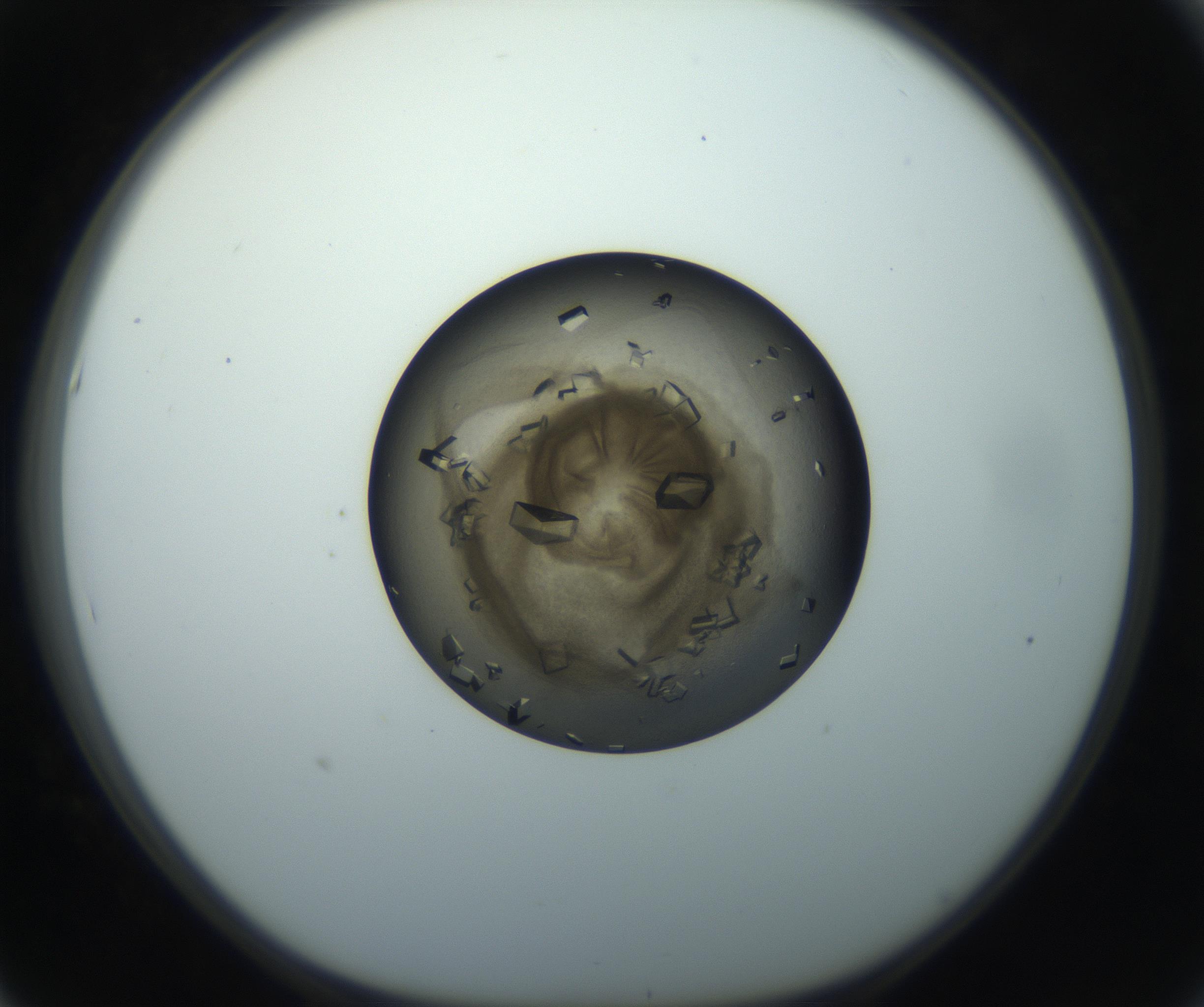 RI01_03_000_0212_Proj1_Clon1_MC_0000MC102851_003_161007_05_05_01_00_99_002_001_RAI.jpg
