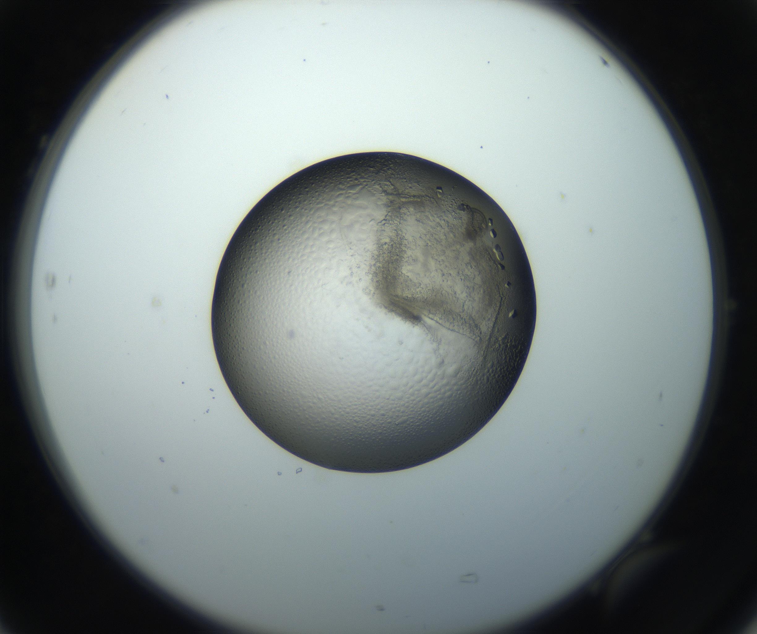 RI01_03_000_0212_Proj1_Clon1_MC_0000MC102851_003_161007_05_07_02_00_99_002_001_RAI.jpg