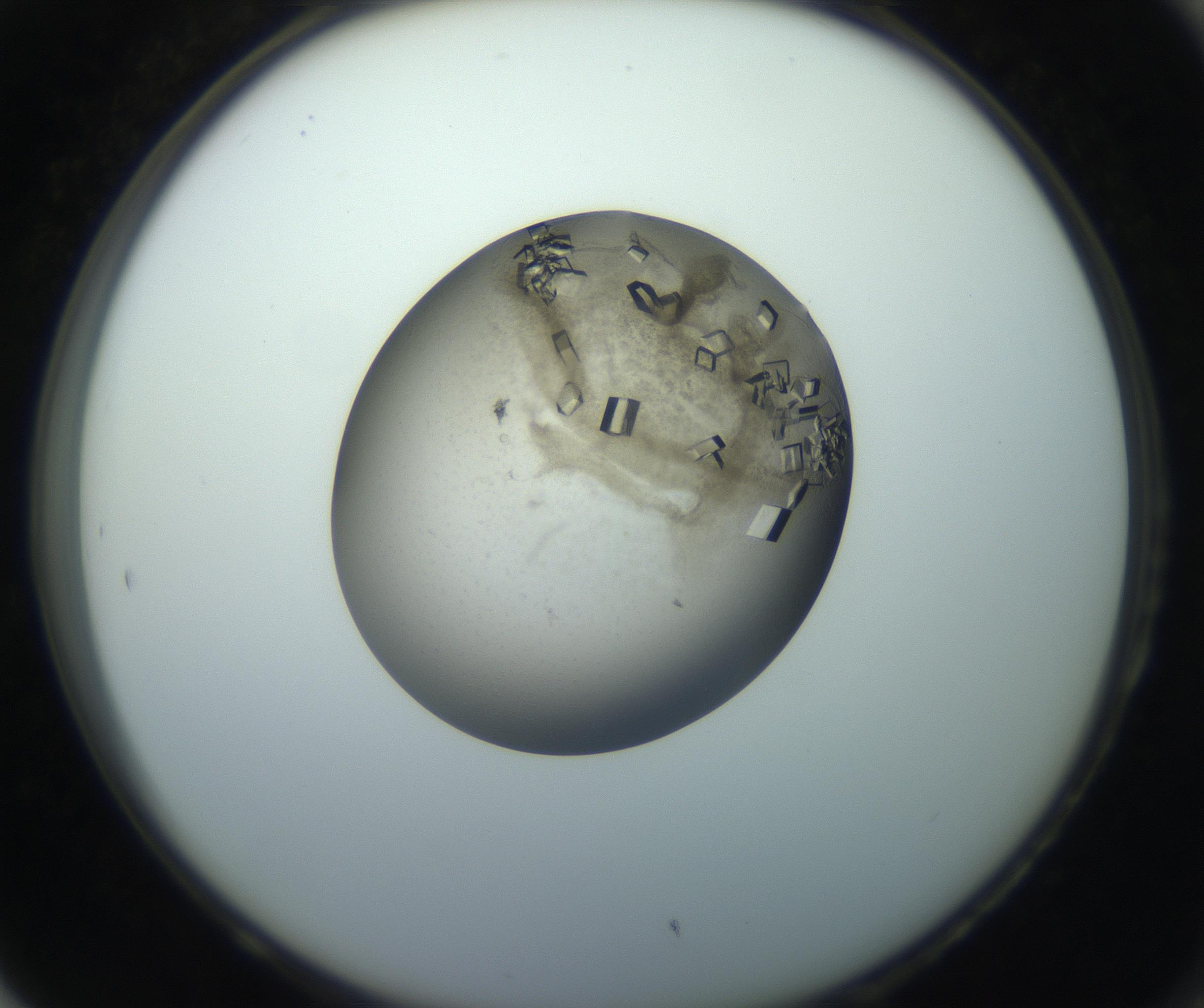 RI01_03_000_0212_Proj1_Clon1_MC_0000MC102851_003_161007_05_08_02_00_99_002_001_RAI.jpg