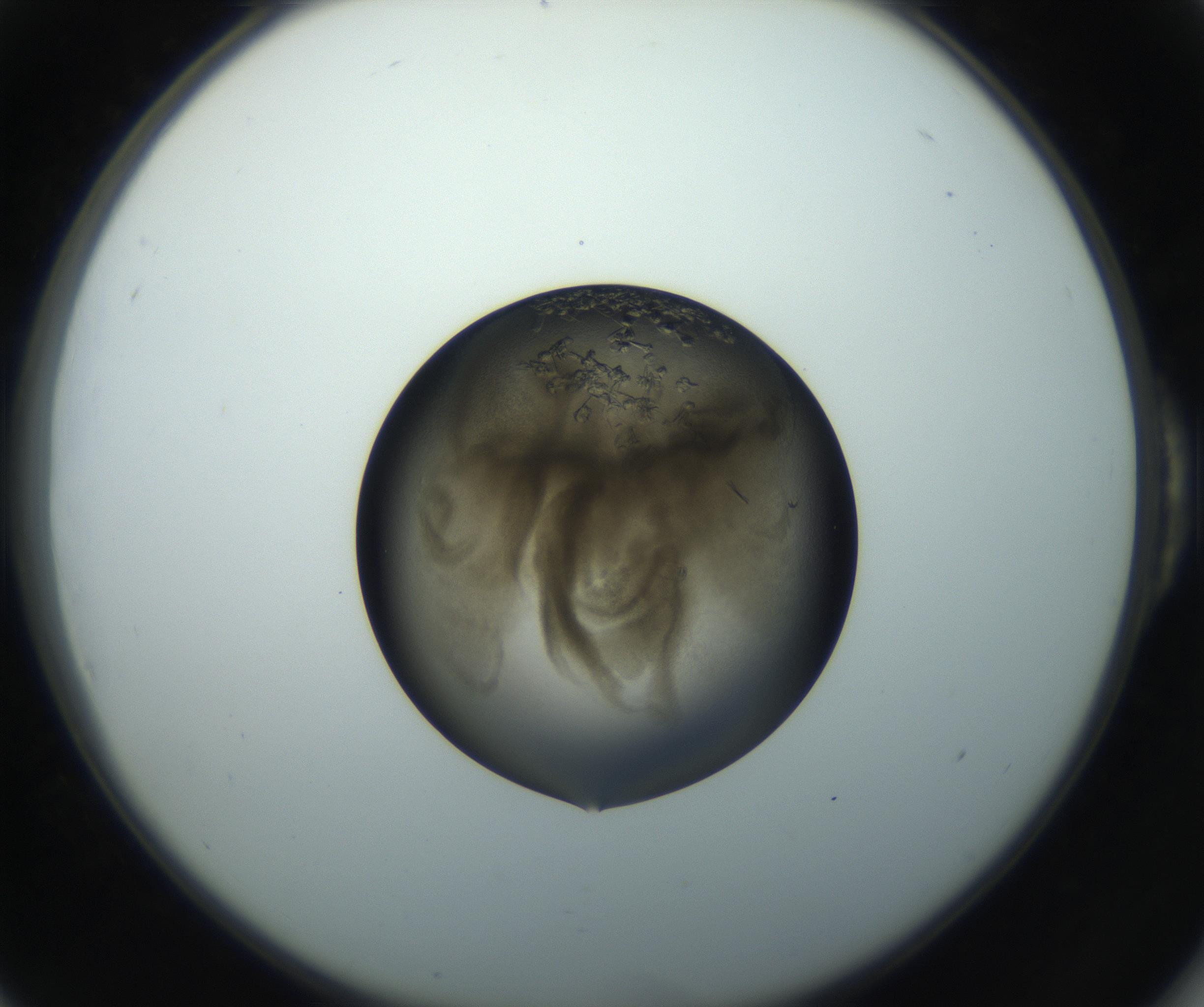 RI01_03_000_0212_Proj1_Clon1_MC_0000MC102851_003_161007_06_05_02_00_99_002_001_RAI.jpg