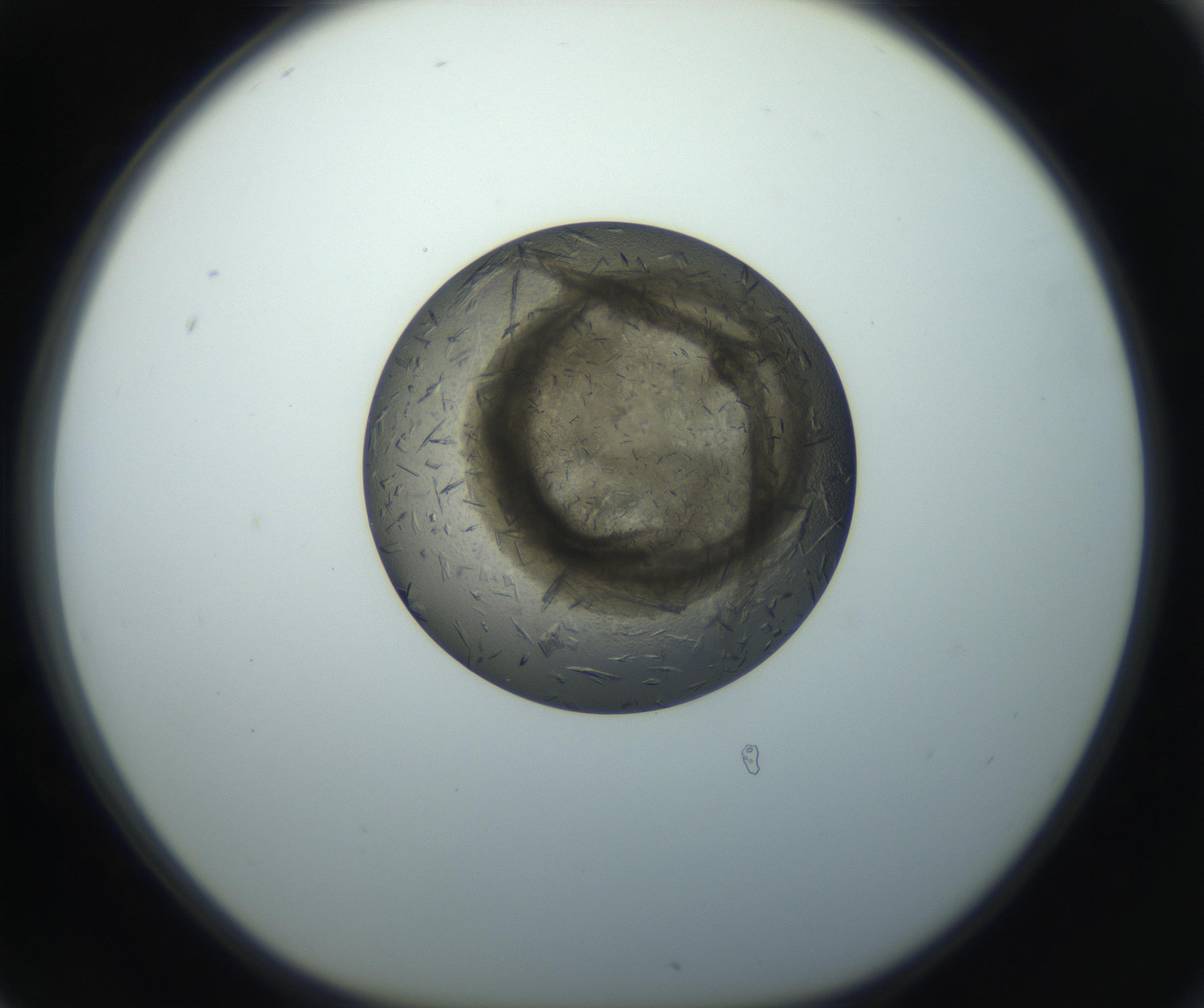 RI01_03_000_0212_Proj1_Clon1_MC_0000MC102851_003_161007_06_07_01_00_99_002_001_RAI.jpg