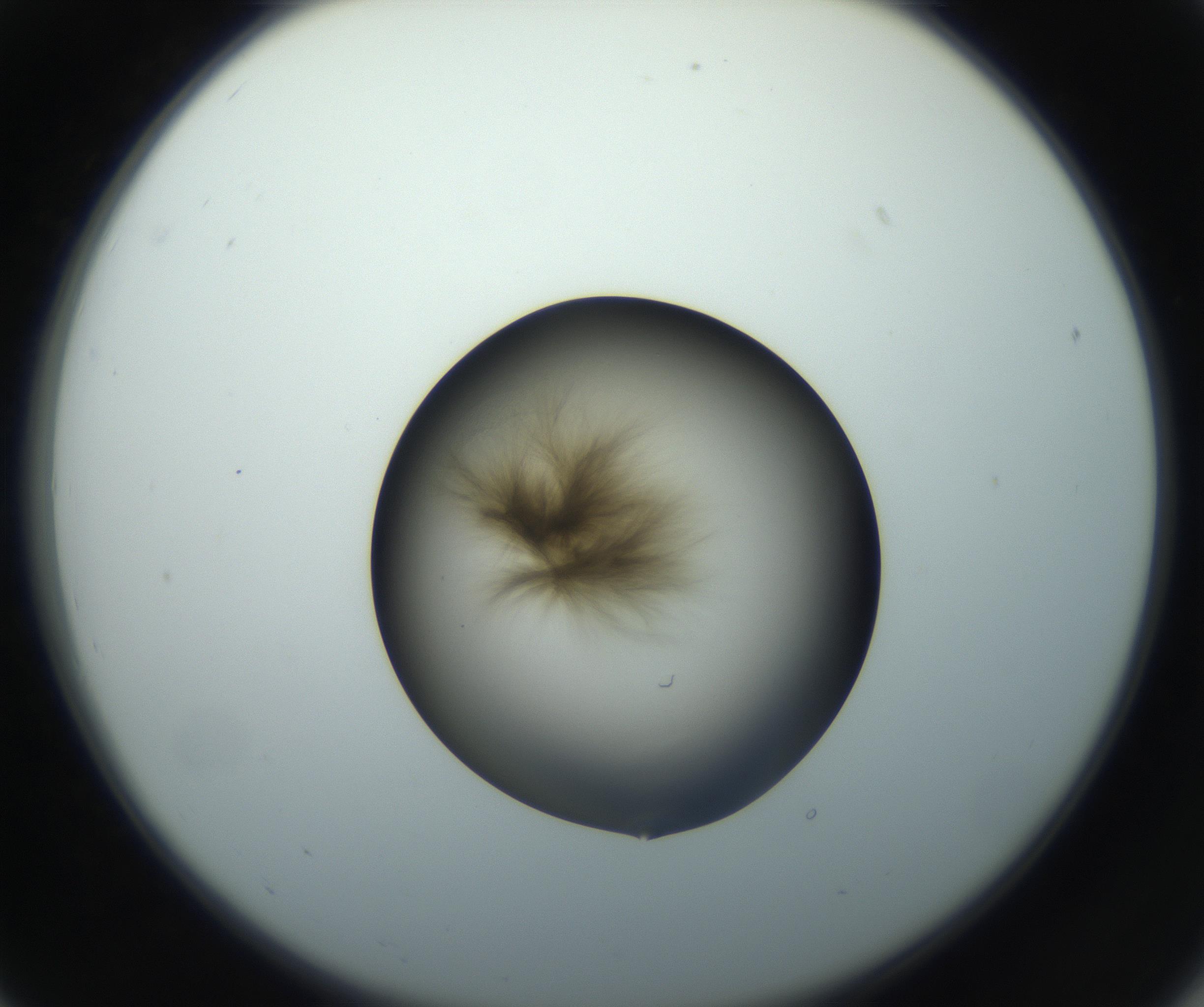 RI01_03_000_0212_Proj1_Clon1_MC_0000MC102851_003_161007_07_02_02_00_99_002_001_RAI.jpg