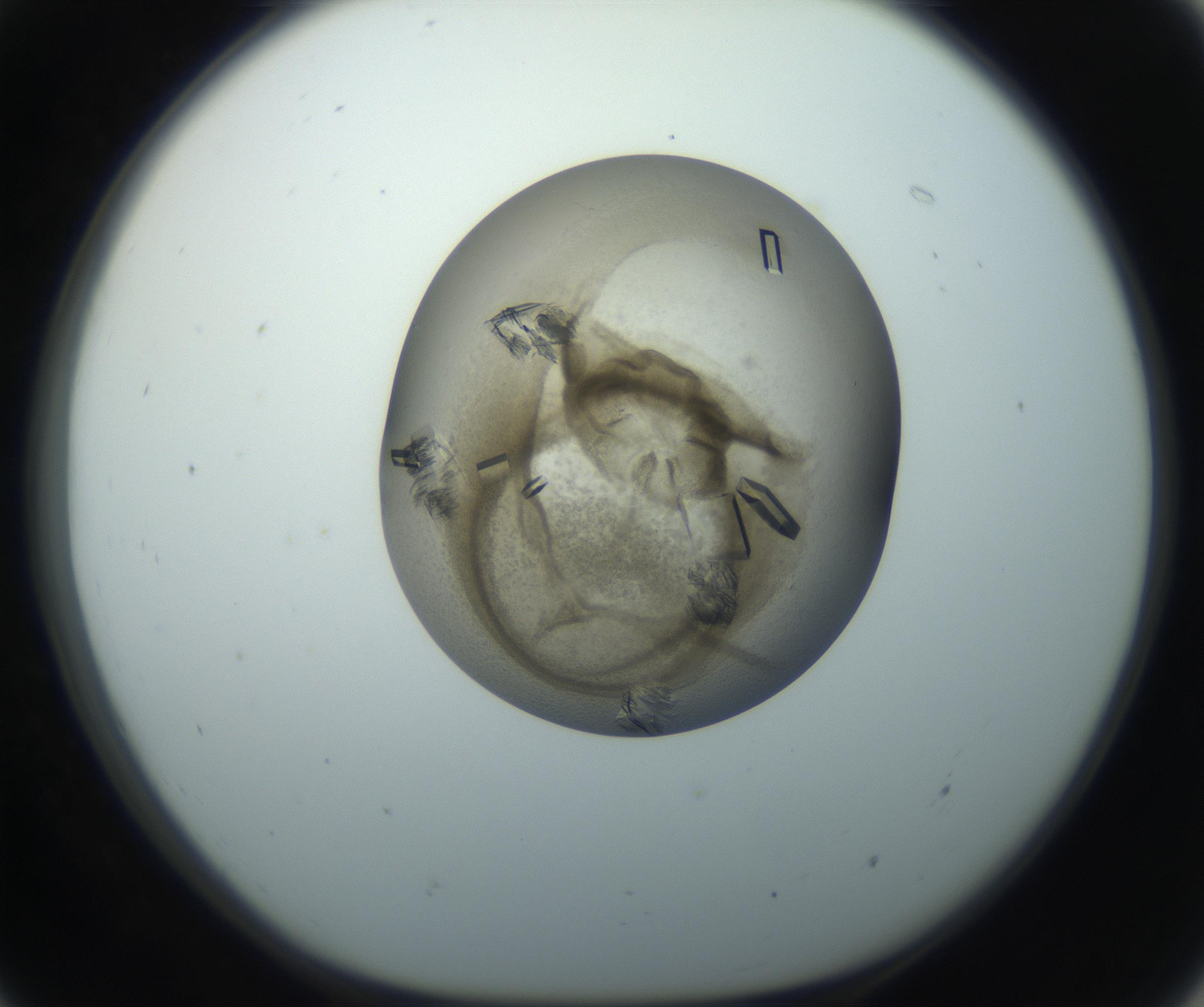 RI01_03_000_0212_Proj1_Clon1_MC_0000MC102851_003_161007_07_05_01_00_99_002_001_RAI.jpg