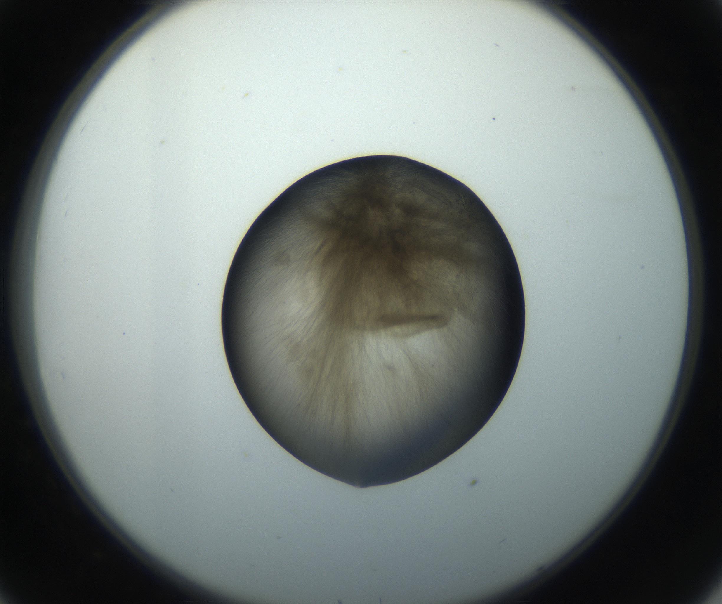 RI01_03_000_0212_Proj1_Clon1_MC_0000MC102851_003_161007_08_03_02_00_99_002_001_RAI.jpg