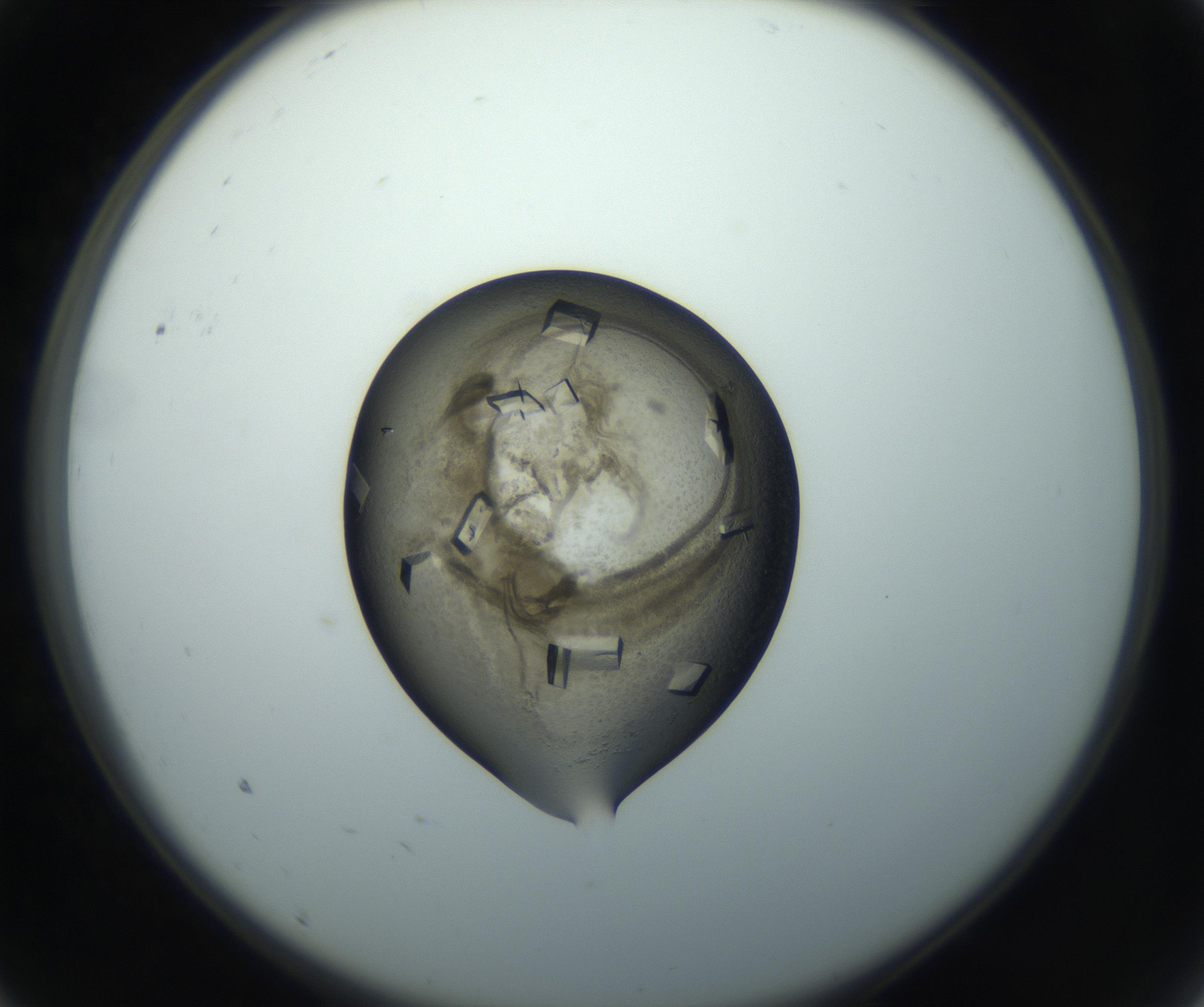 RI01_03_000_0212_Proj1_Clon1_MC_0000MC102851_003_161007_09_01_02_00_99_002_001_RAI.jpg