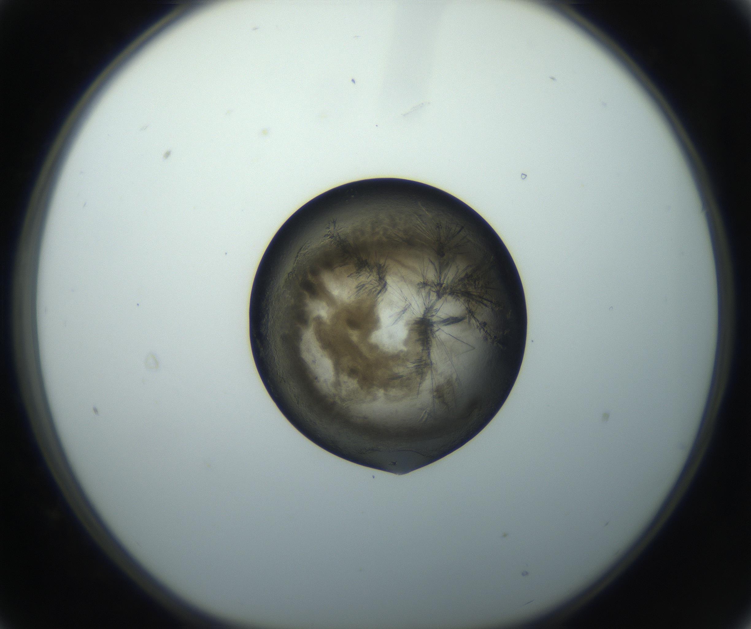 RI01_03_000_0212_Proj1_Clon1_MC_0000MC102851_003_161007_09_02_01_00_99_002_001_RAI.jpg