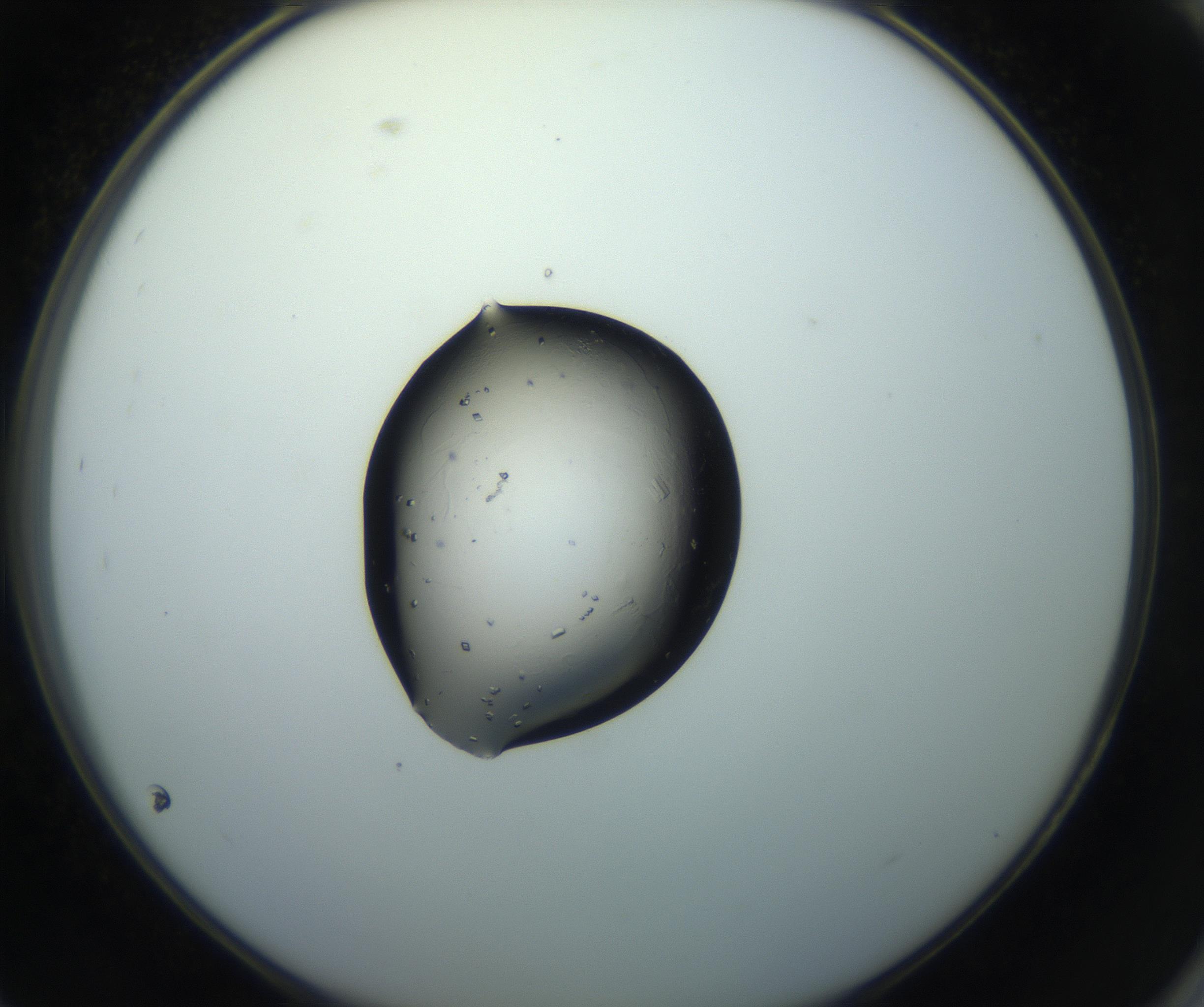 RI01_03_000_0212_Proj1_Clon1_MC_0000MC102851_003_161007_09_08_02_00_99_002_001_RAI.jpg
