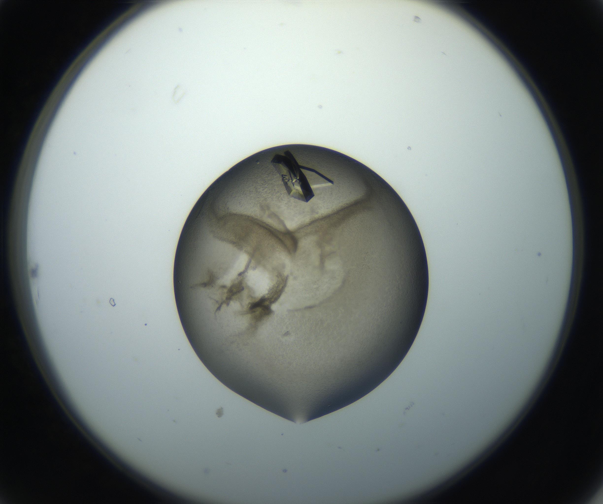 RI01_03_000_0212_Proj1_Clon1_MC_0000MC102851_003_161007_10_02_02_00_99_002_001_RAI.jpg