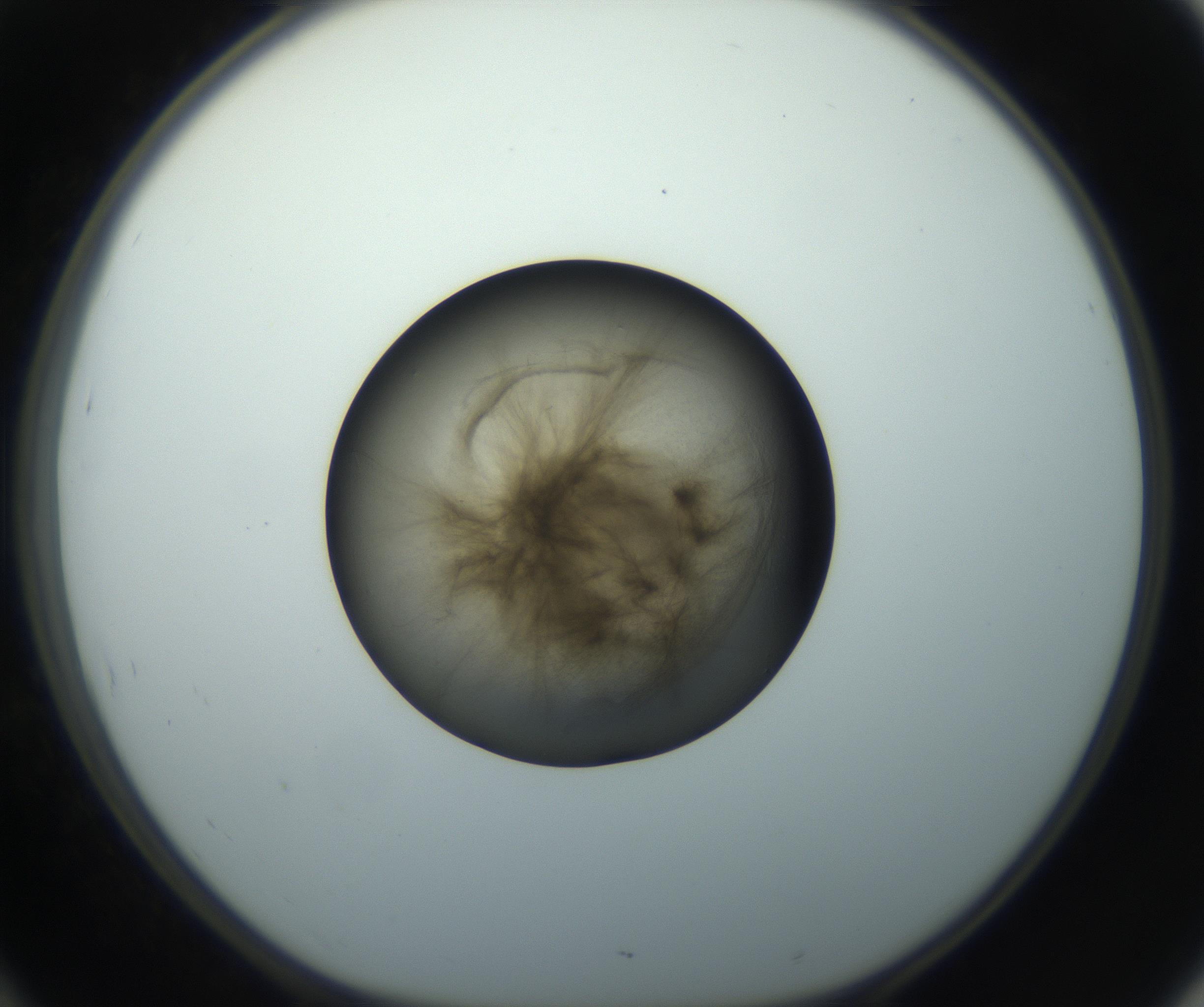 RI01_03_000_0212_Proj1_Clon1_MC_0000MC102851_003_161007_10_04_01_00_99_002_001_RAI.jpg