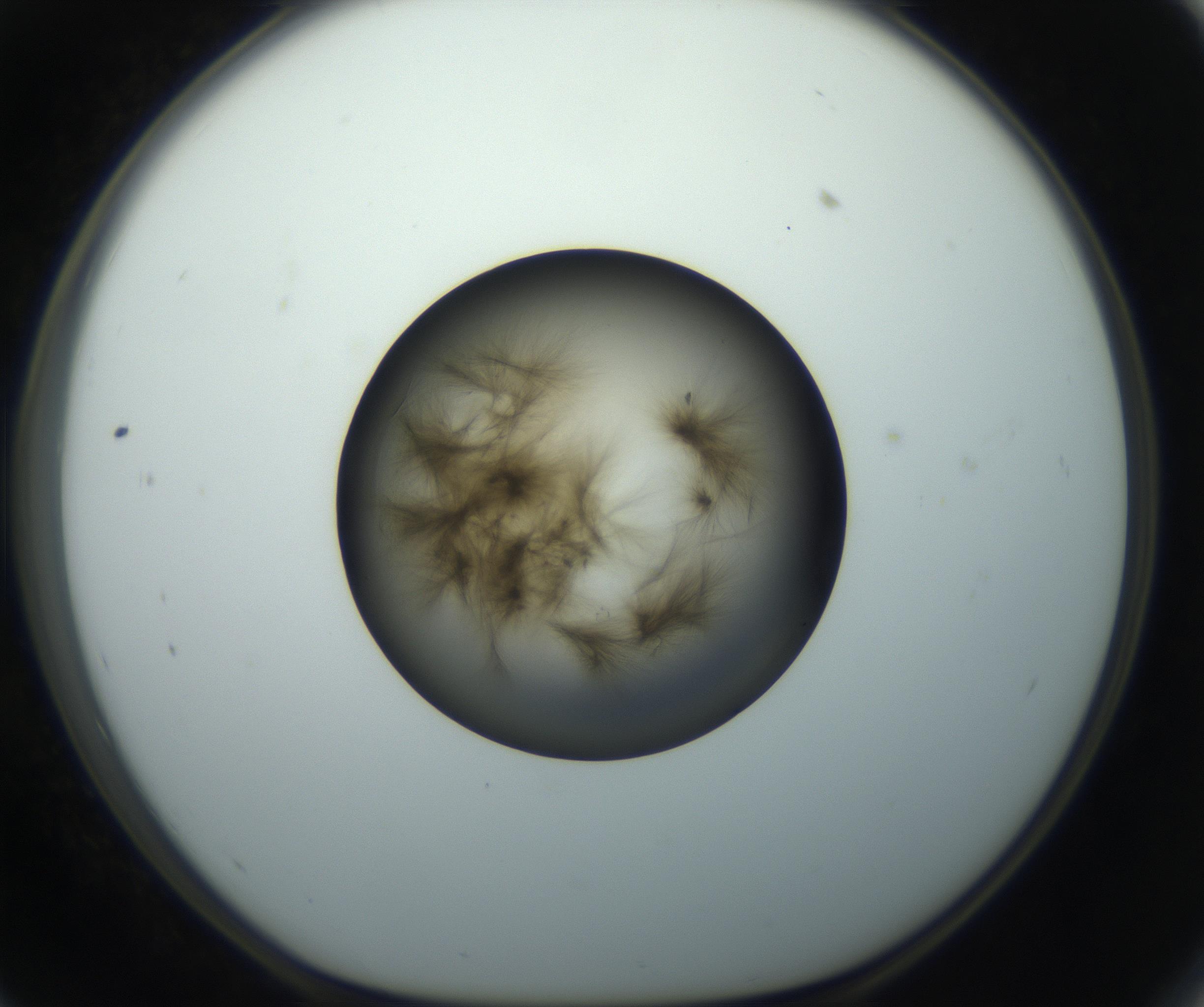 RI01_03_000_0212_Proj1_Clon1_MC_0000MC102851_003_161007_11_05_01_00_99_002_001_RAI.jpg