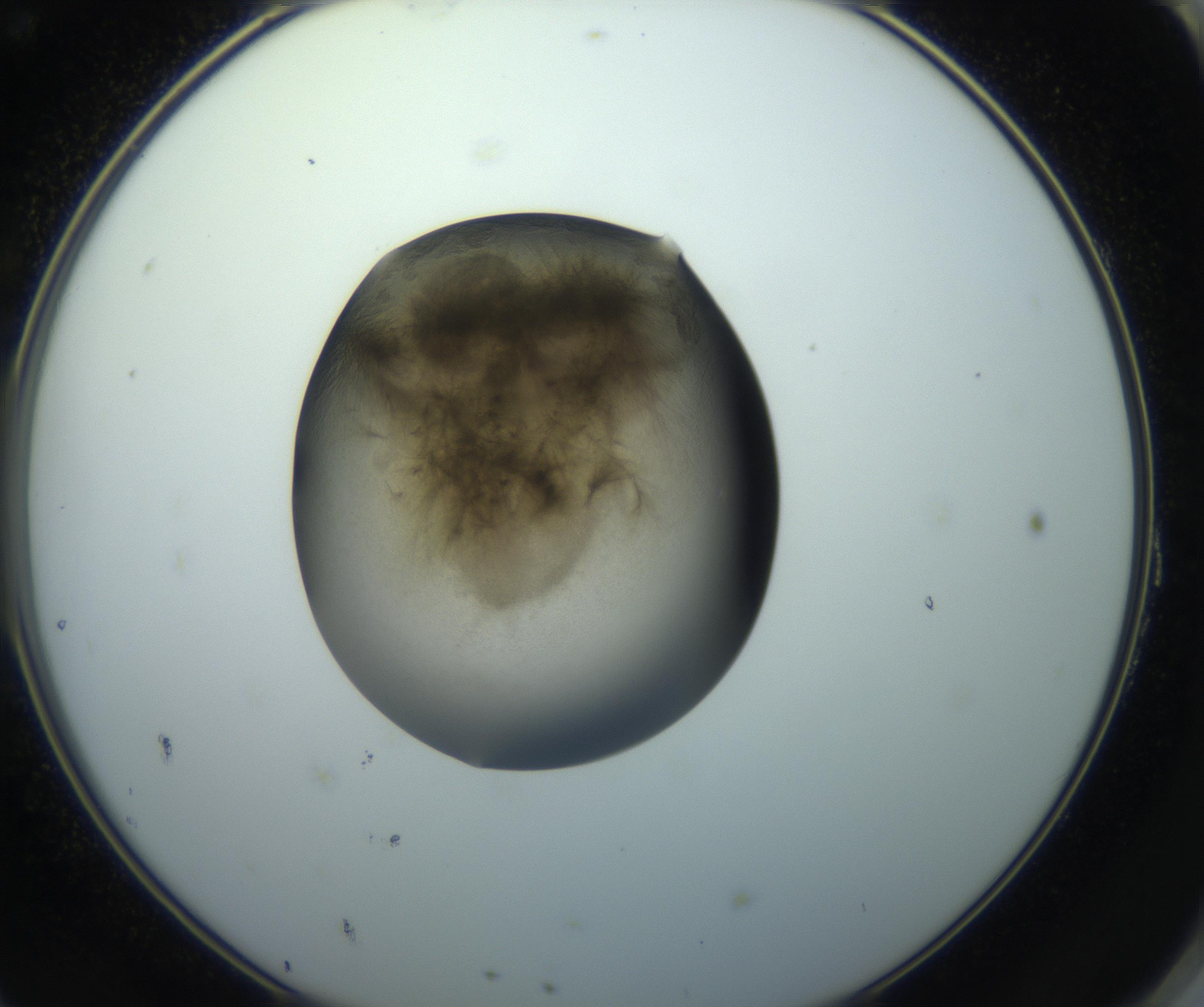 RI01_03_000_0212_Proj1_Clon1_MC_0000MC102851_003_161007_11_08_02_00_99_002_001_RAI.jpg