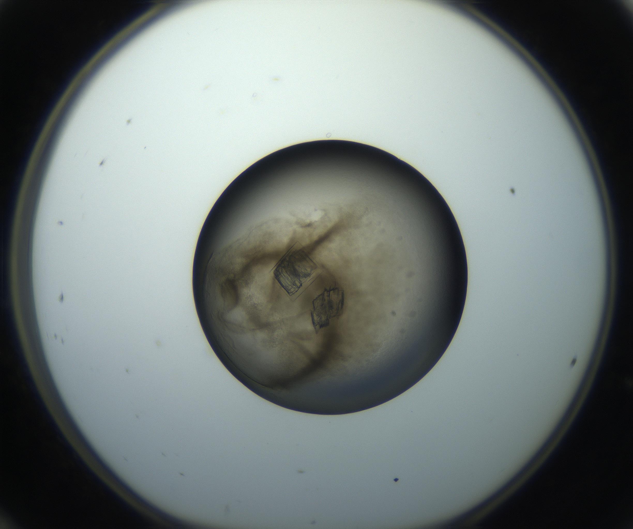 RI01_03_000_0212_Proj1_Clon1_MC_0000MC102851_003_161007_12_02_01_00_99_002_001_RAI.jpg