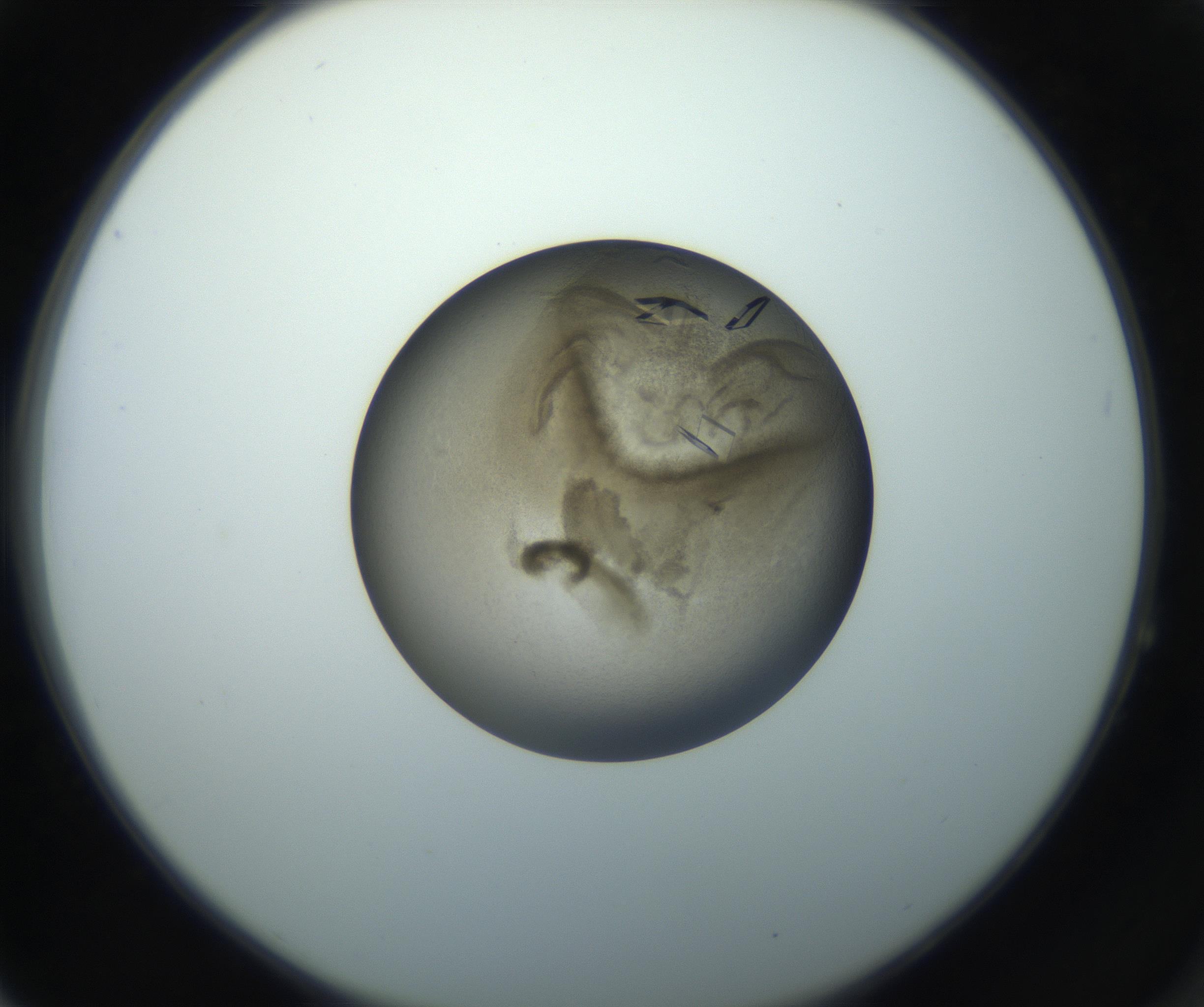 RI01_03_000_0212_Proj1_Clon1_MC_0000MC102851_004_161009_04_06_02_00_99_002_001_RAI.jpg