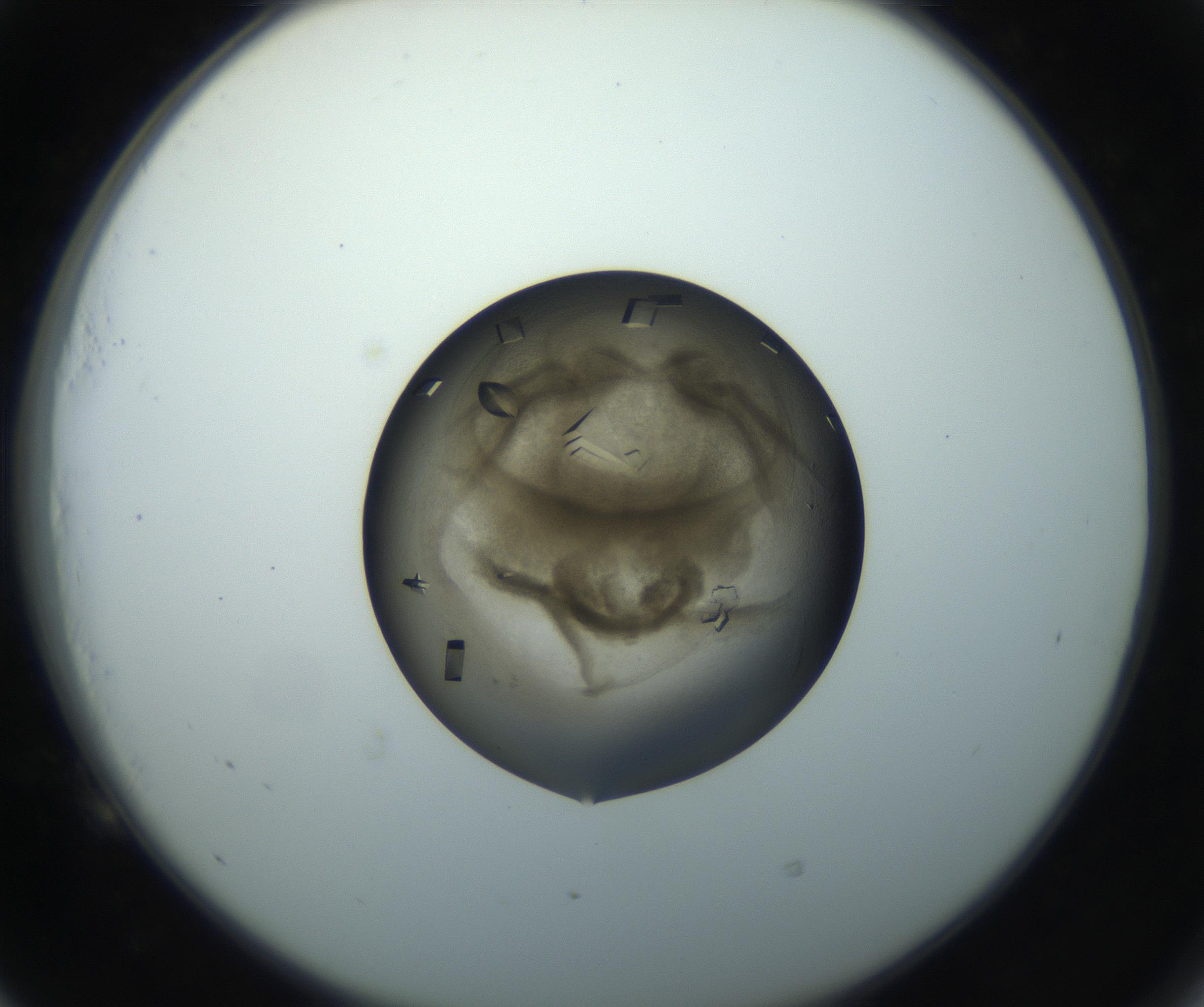 RI01_03_000_0212_Proj1_Clon1_MC_0000MC102851_004_161009_05_05_02_00_99_002_001_RAI.jpg