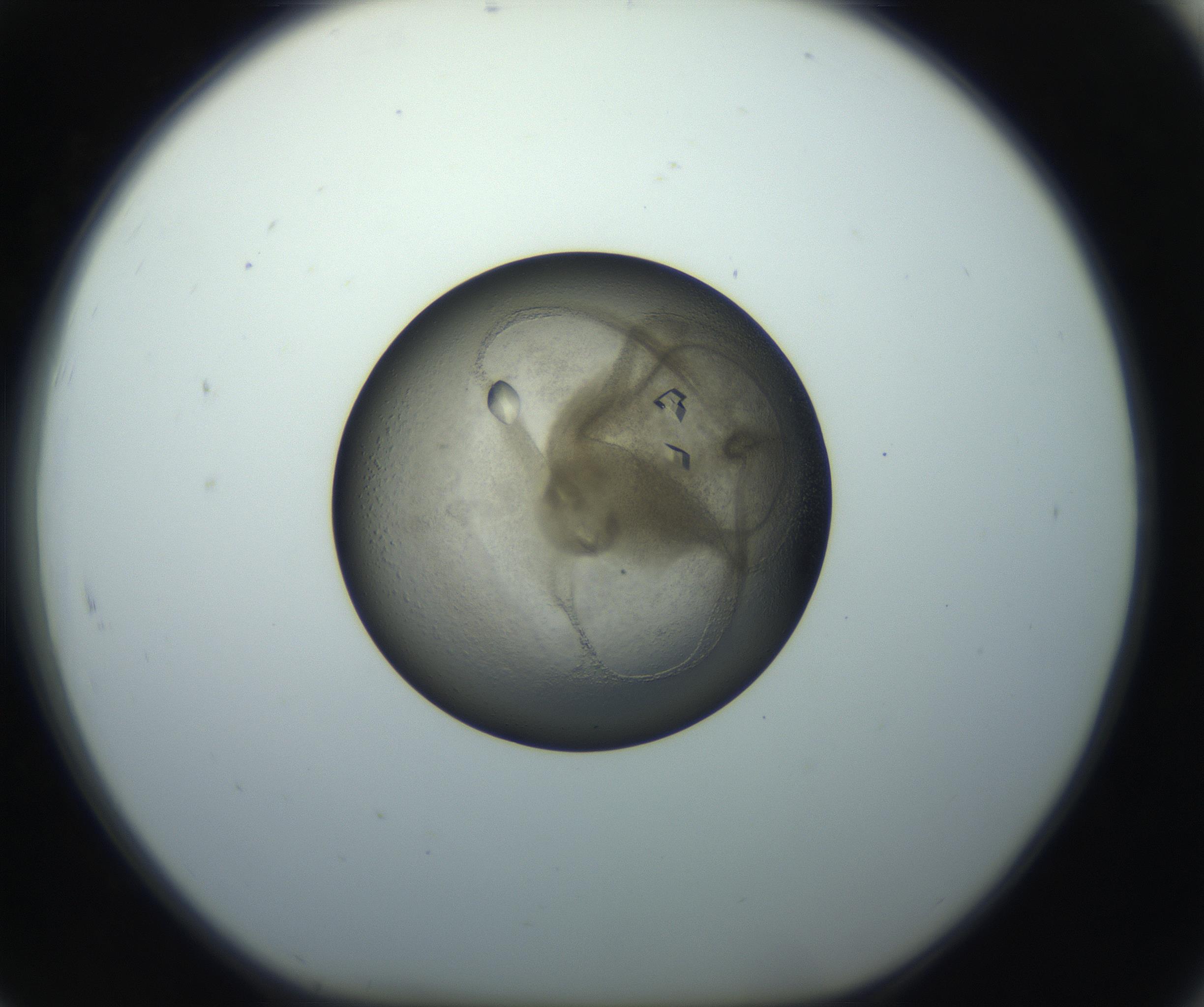 RI01_03_000_0212_Proj1_Clon1_MC_0000MC102851_004_161009_07_08_01_00_99_002_001_RAI.jpg
