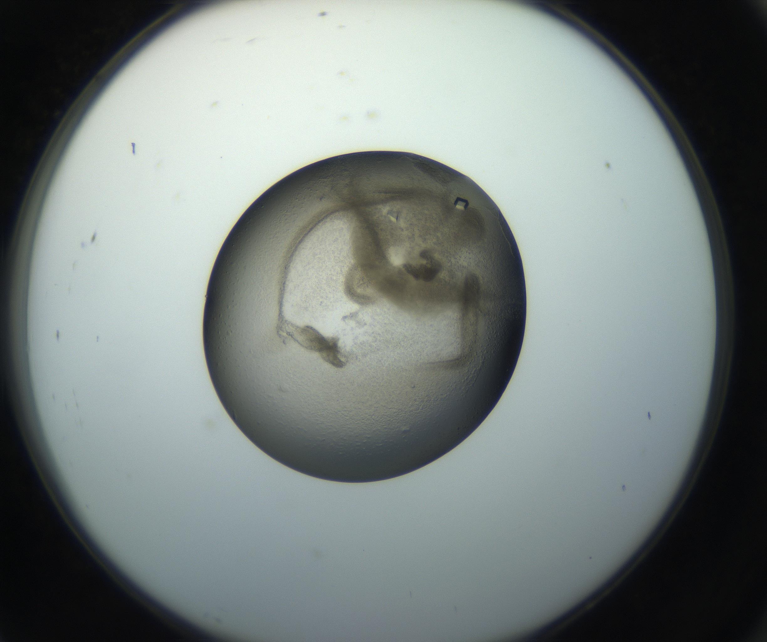 RI01_03_000_0212_Proj1_Clon1_MC_0000MC102851_004_161009_07_08_02_00_99_002_001_RAI.jpg