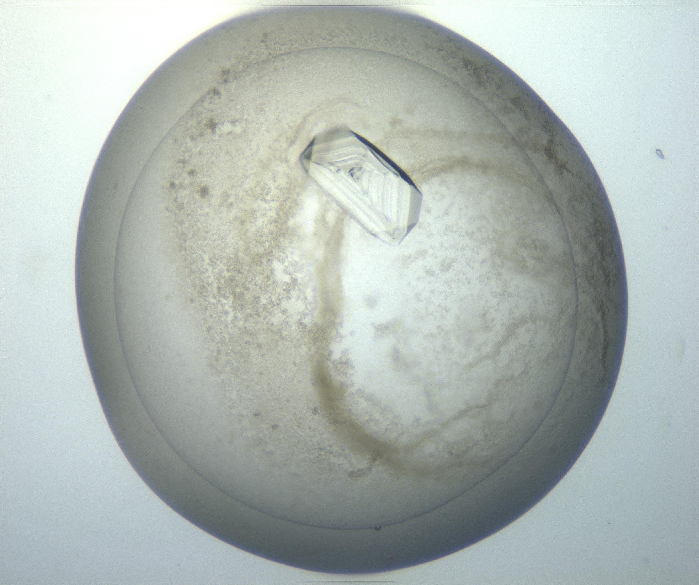 RI01_03_000_0212_Proj1_Clon1_MC_0000MC102851_007_161018_01_05_01_00_99_002_001_RAI.jpg