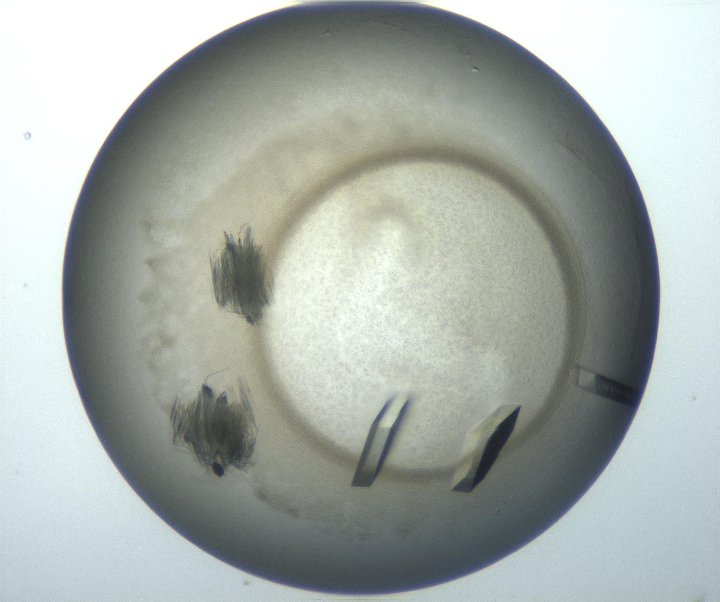RI01_03_000_0212_Proj1_Clon1_MC_0000MC102851_007_161018_02_06_01_00_99_002_001_RAI.jpg