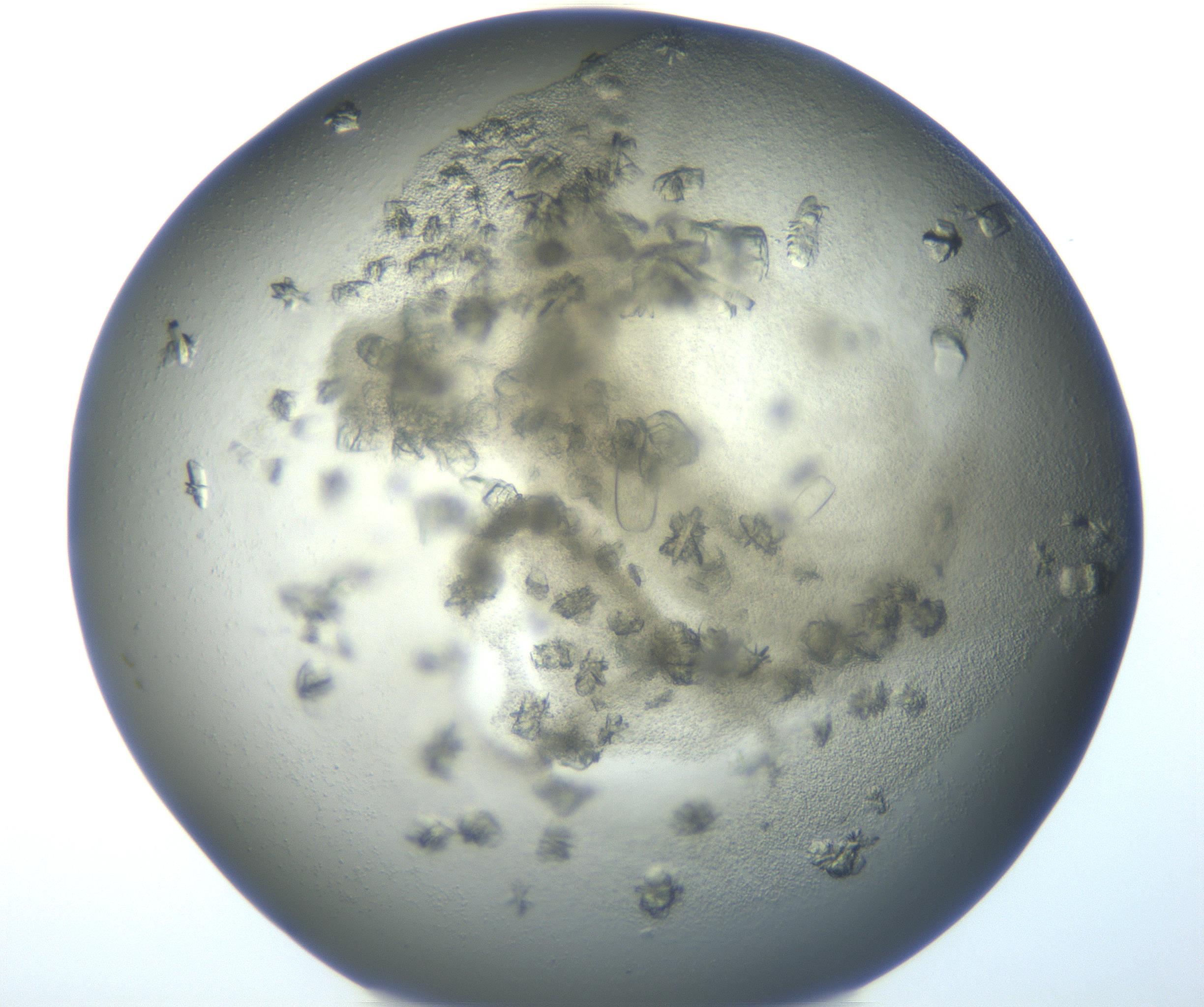 RI01_03_000_0212_Proj1_Clon1_MC_0000MC102851_007_161018_02_07_02_00_99_002_001_RAI.jpg