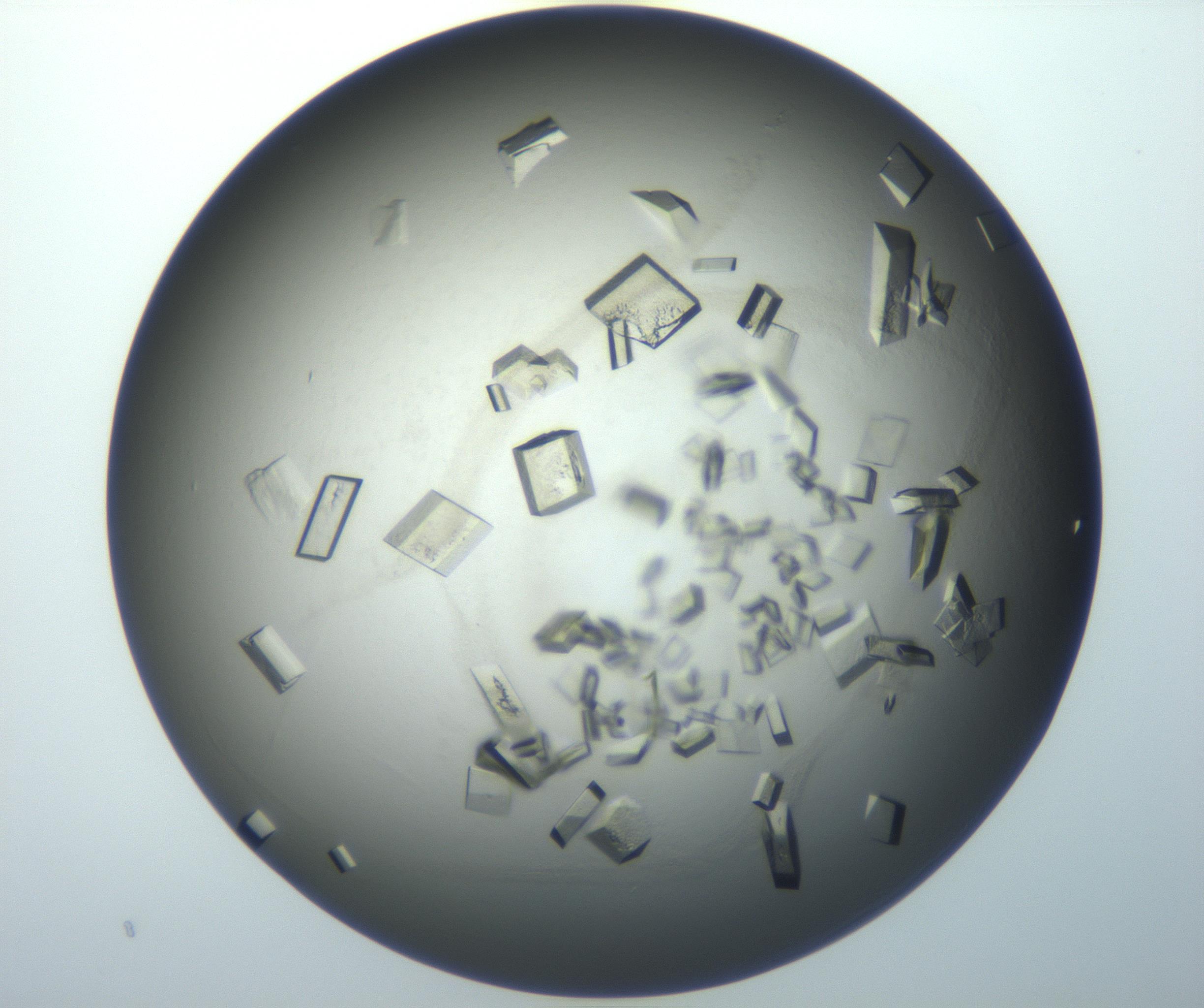 RI01_03_000_0212_Proj1_Clon1_MC_0000MC102851_007_161018_03_06_01_00_99_002_001_RAI.jpg