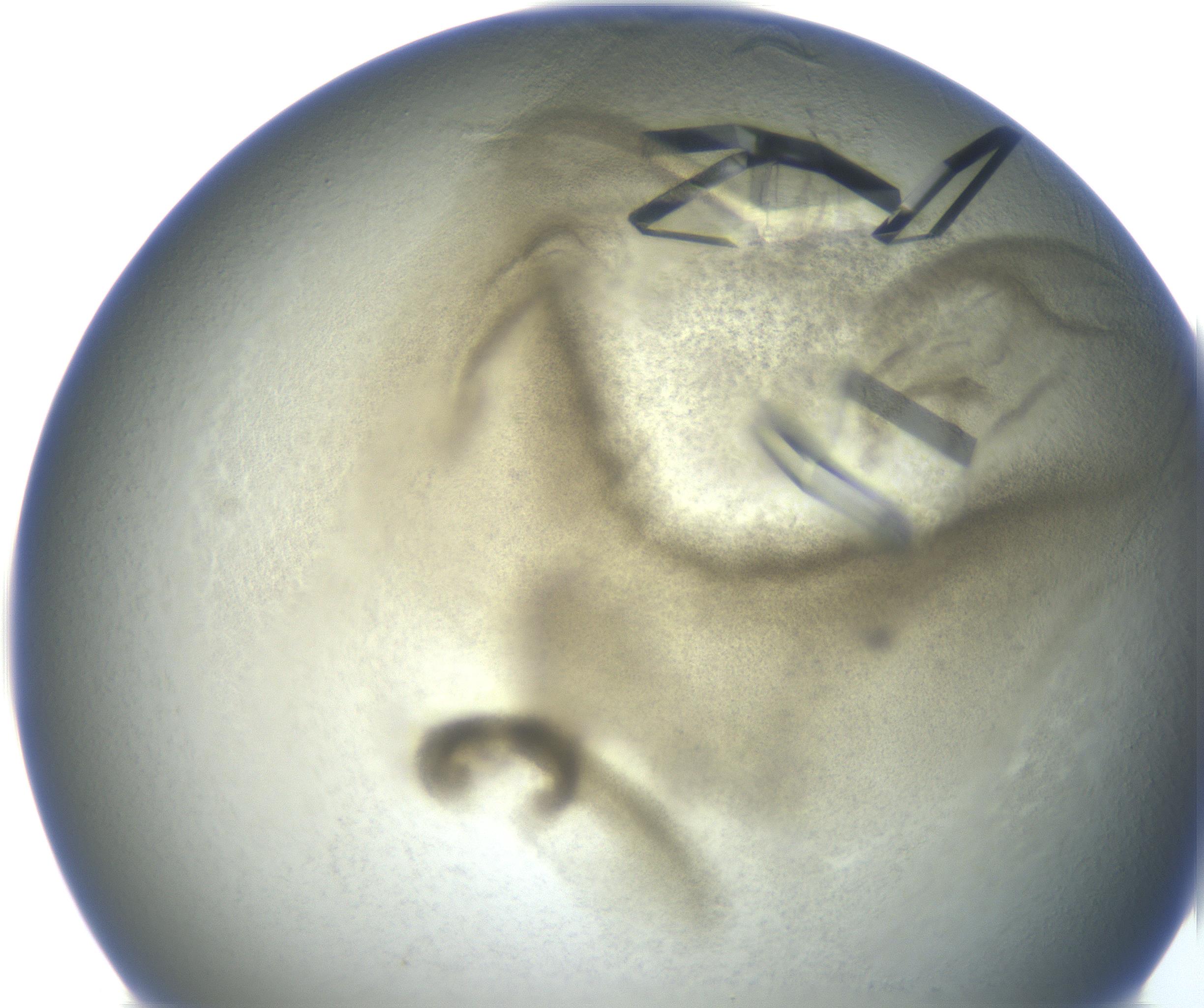 RI01_03_000_0212_Proj1_Clon1_MC_0000MC102851_007_161018_04_06_02_00_99_002_001_RAI.jpg