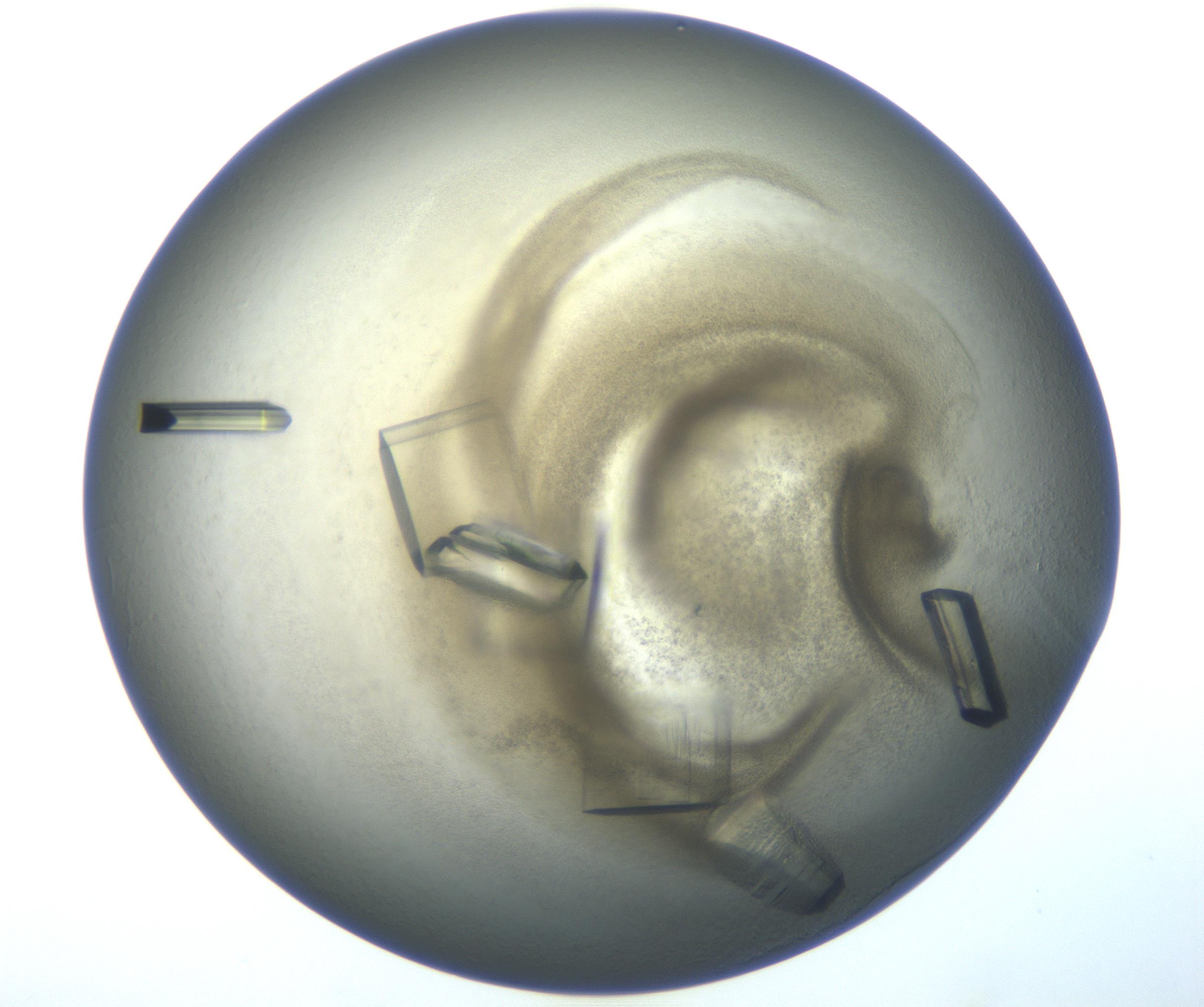 RI01_03_000_0212_Proj1_Clon1_MC_0000MC102851_007_161018_04_07_01_00_99_002_001_RAI.jpg