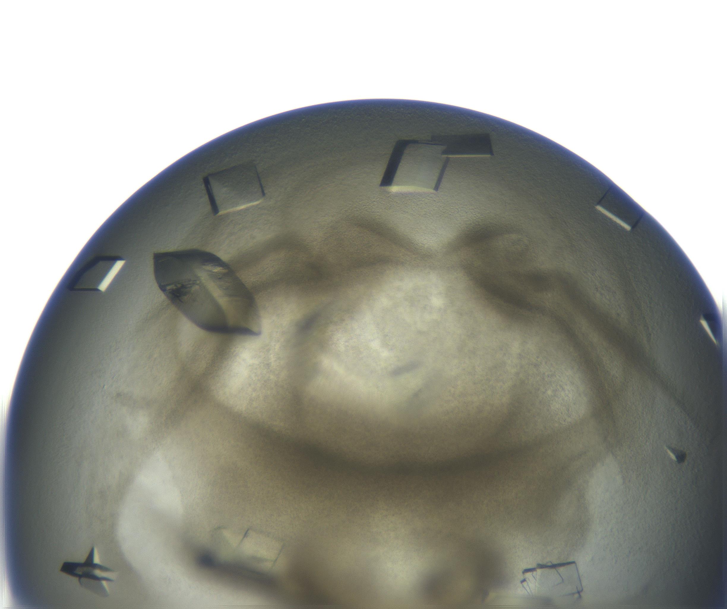 RI01_03_000_0212_Proj1_Clon1_MC_0000MC102851_007_161018_05_05_02_00_99_002_001_RAI.jpg