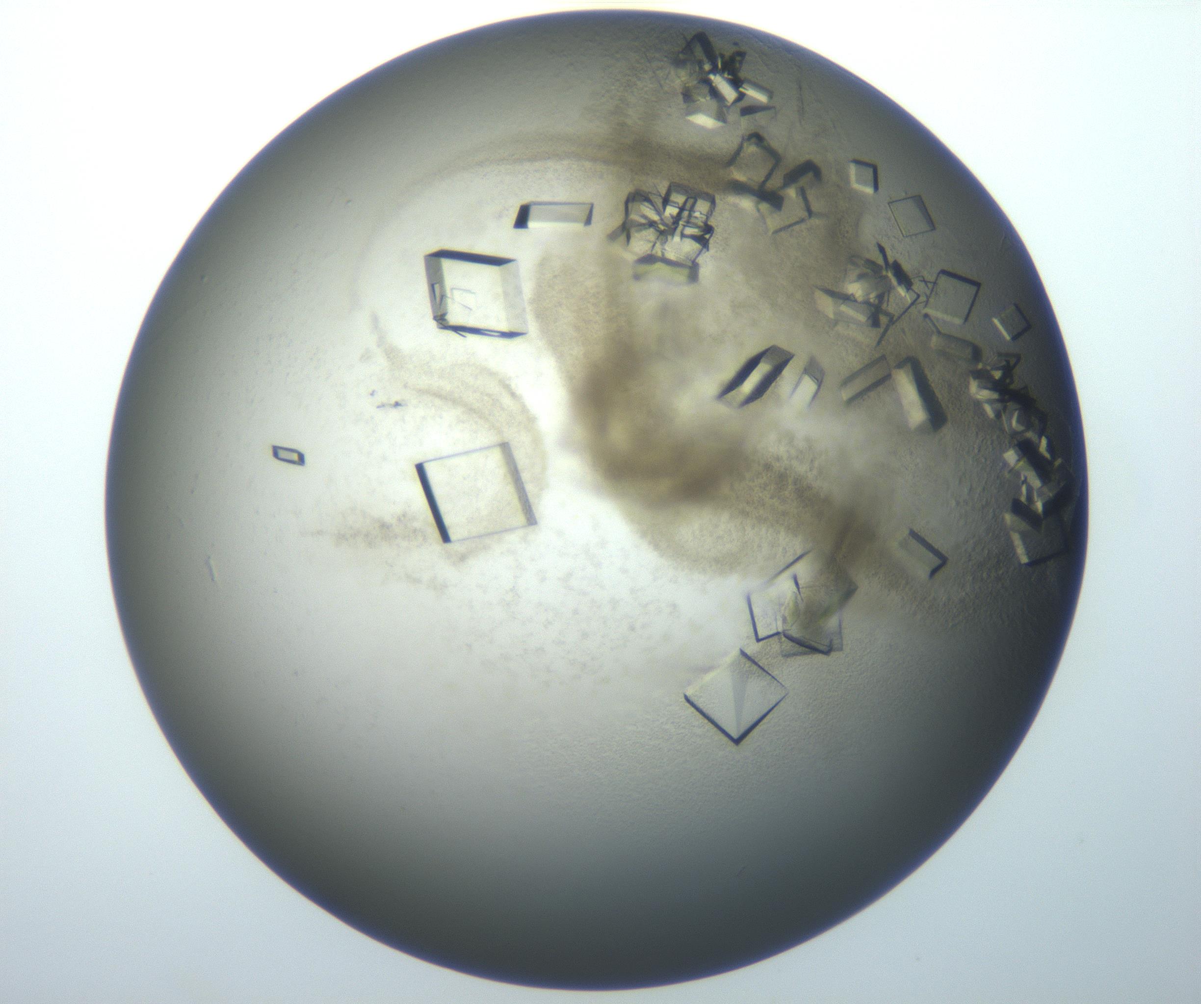 RI01_03_000_0212_Proj1_Clon1_MC_0000MC102851_007_161018_05_08_01_00_99_002_001_RAI.jpg