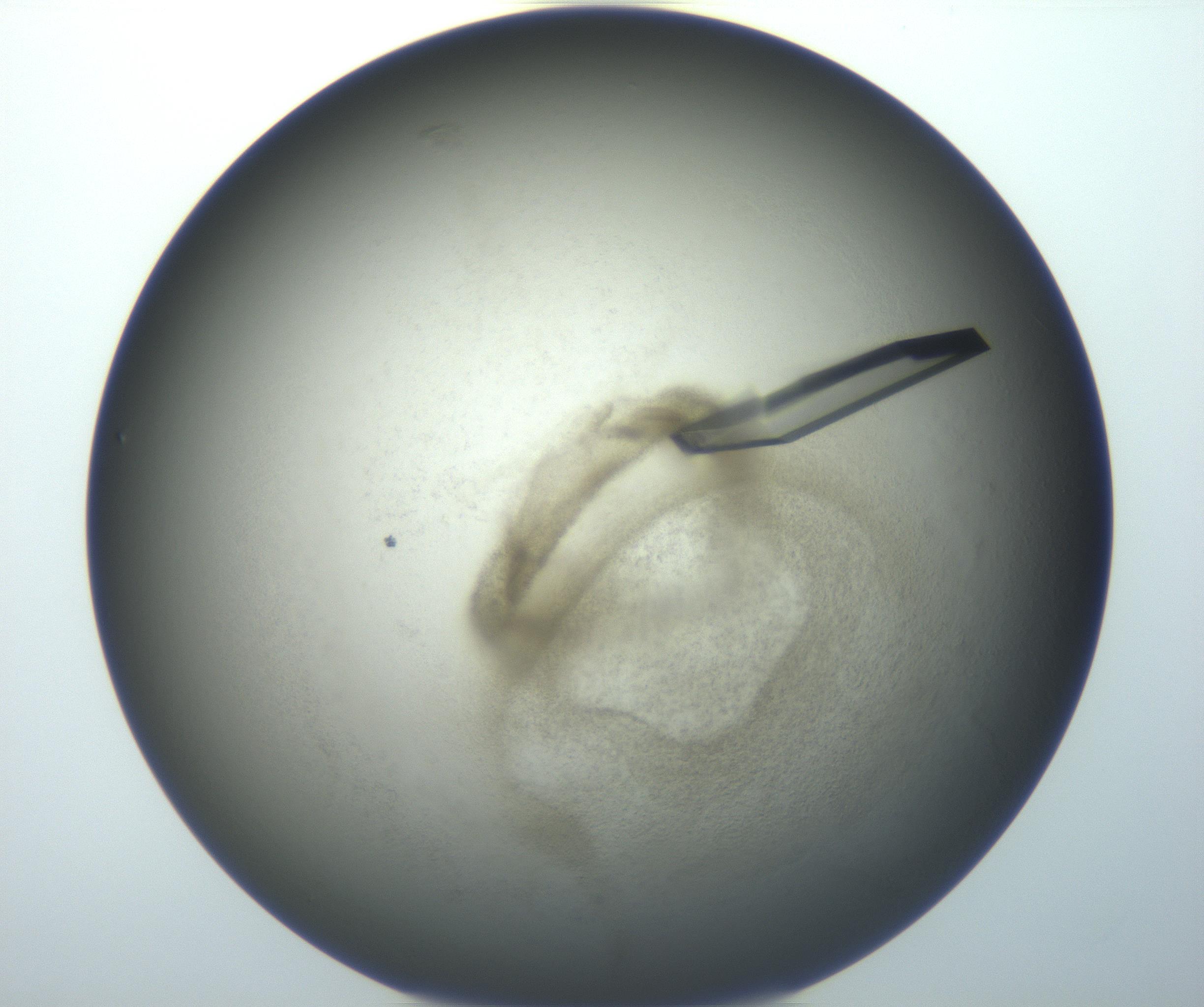 RI01_03_000_0212_Proj1_Clon1_MC_0000MC102851_007_161018_06_06_01_00_99_002_001_RAI.jpg