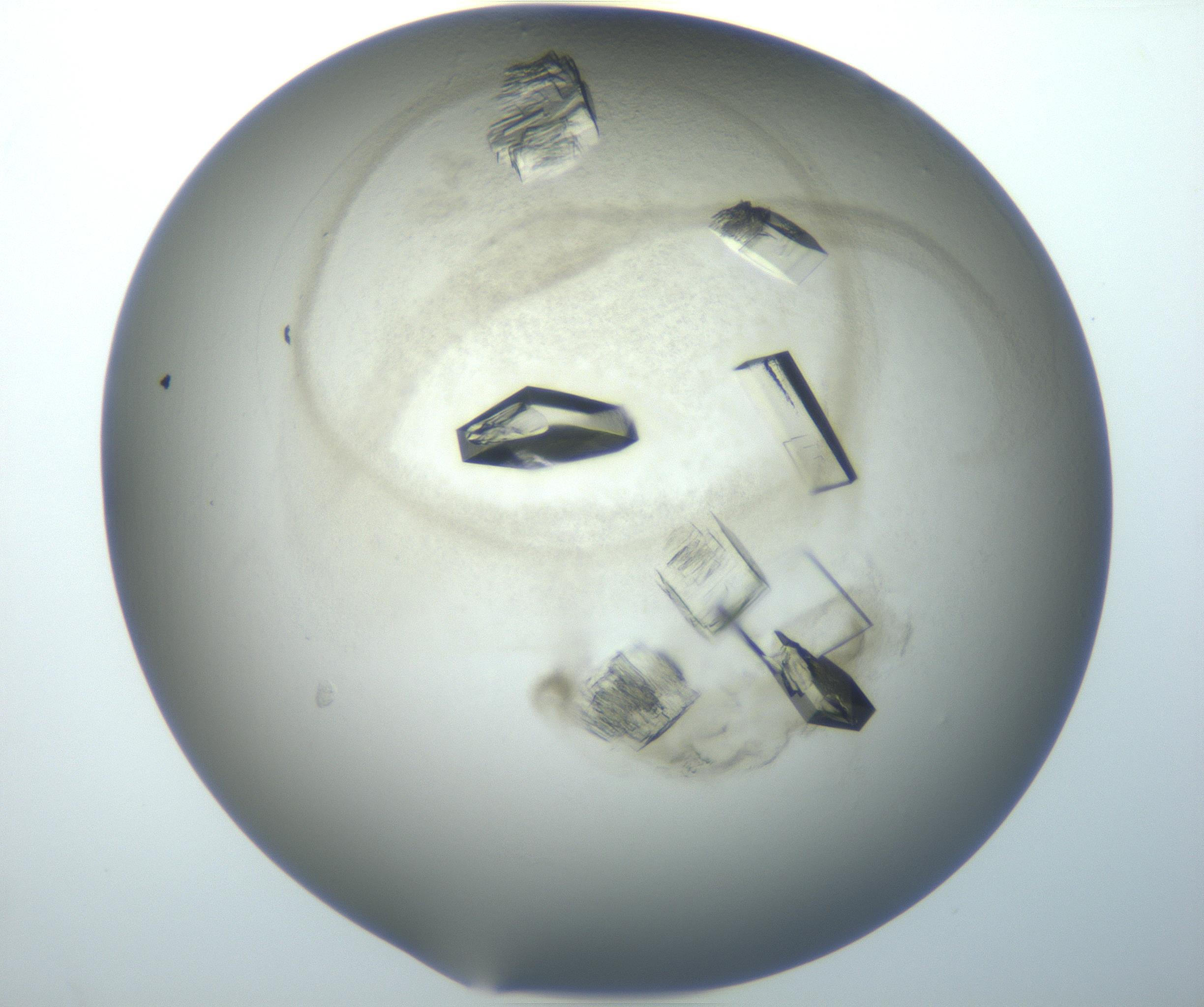 RI01_03_000_0212_Proj1_Clon1_MC_0000MC102851_007_161018_07_05_02_00_99_002_001_RAI.jpg