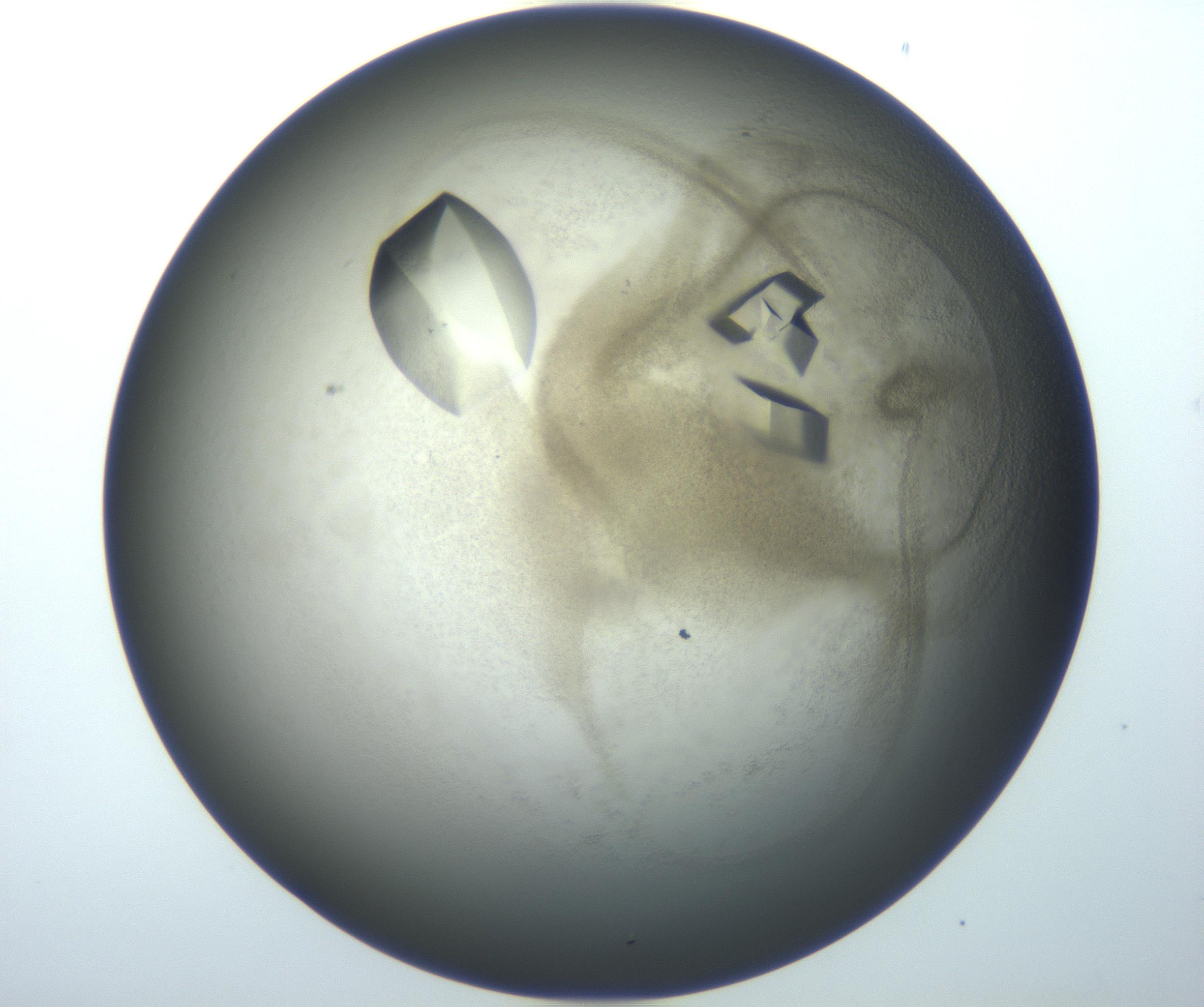RI01_03_000_0212_Proj1_Clon1_MC_0000MC102851_007_161018_07_08_01_00_99_002_001_RAI.jpg