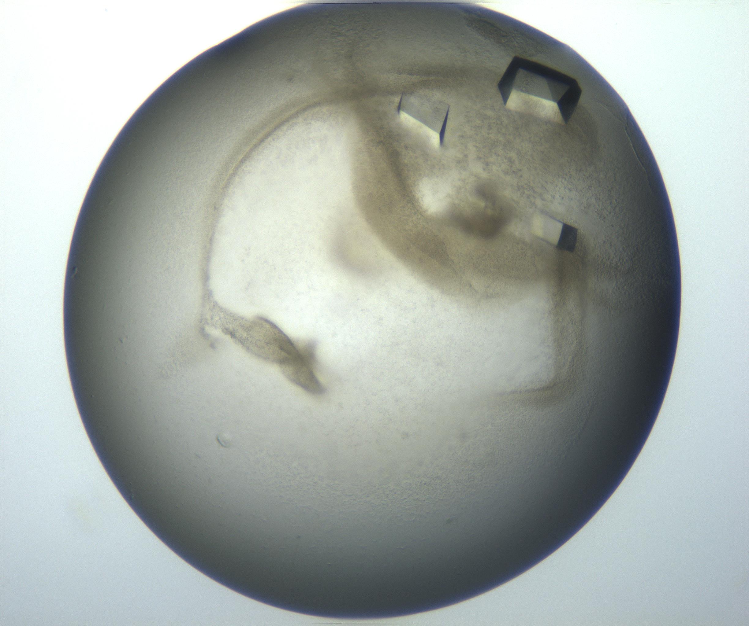 RI01_03_000_0212_Proj1_Clon1_MC_0000MC102851_007_161018_07_08_02_00_99_002_001_RAI.jpg