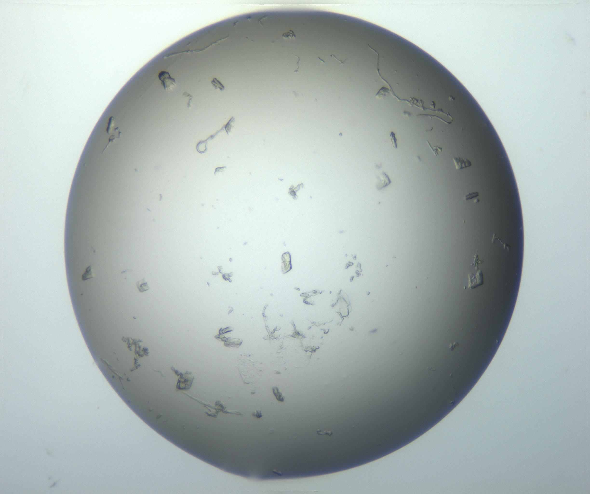 RI01_03_000_0212_Proj1_Clon1_MC_0000MC102854_007_161020_09_05_01_00_99_002_001_RAI.jpg