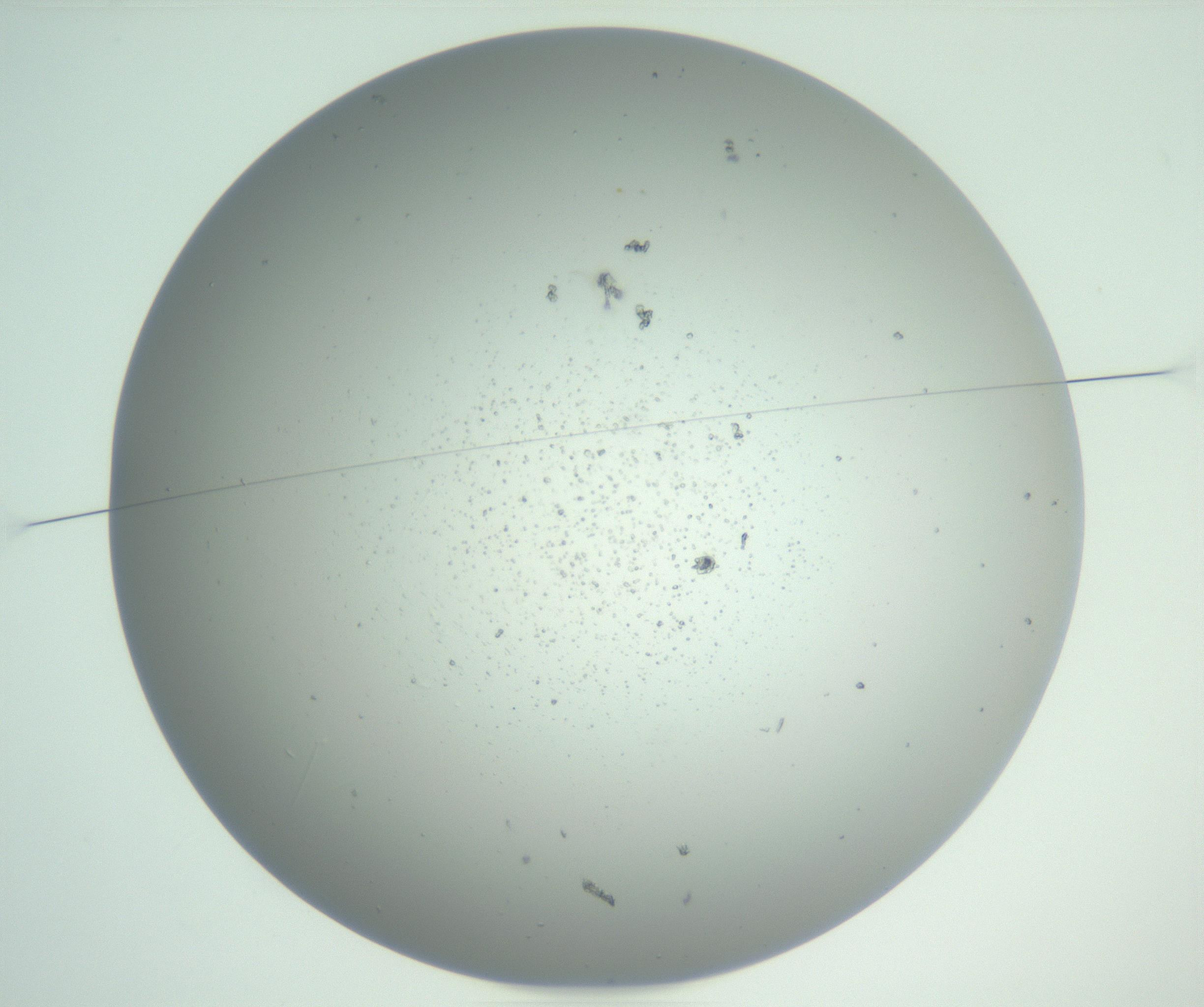RI01_03_000_0212_Proj1_Clon1_MC_0000MC102855_007_161020_02_01_01_00_99_002_001_RAI.jpg