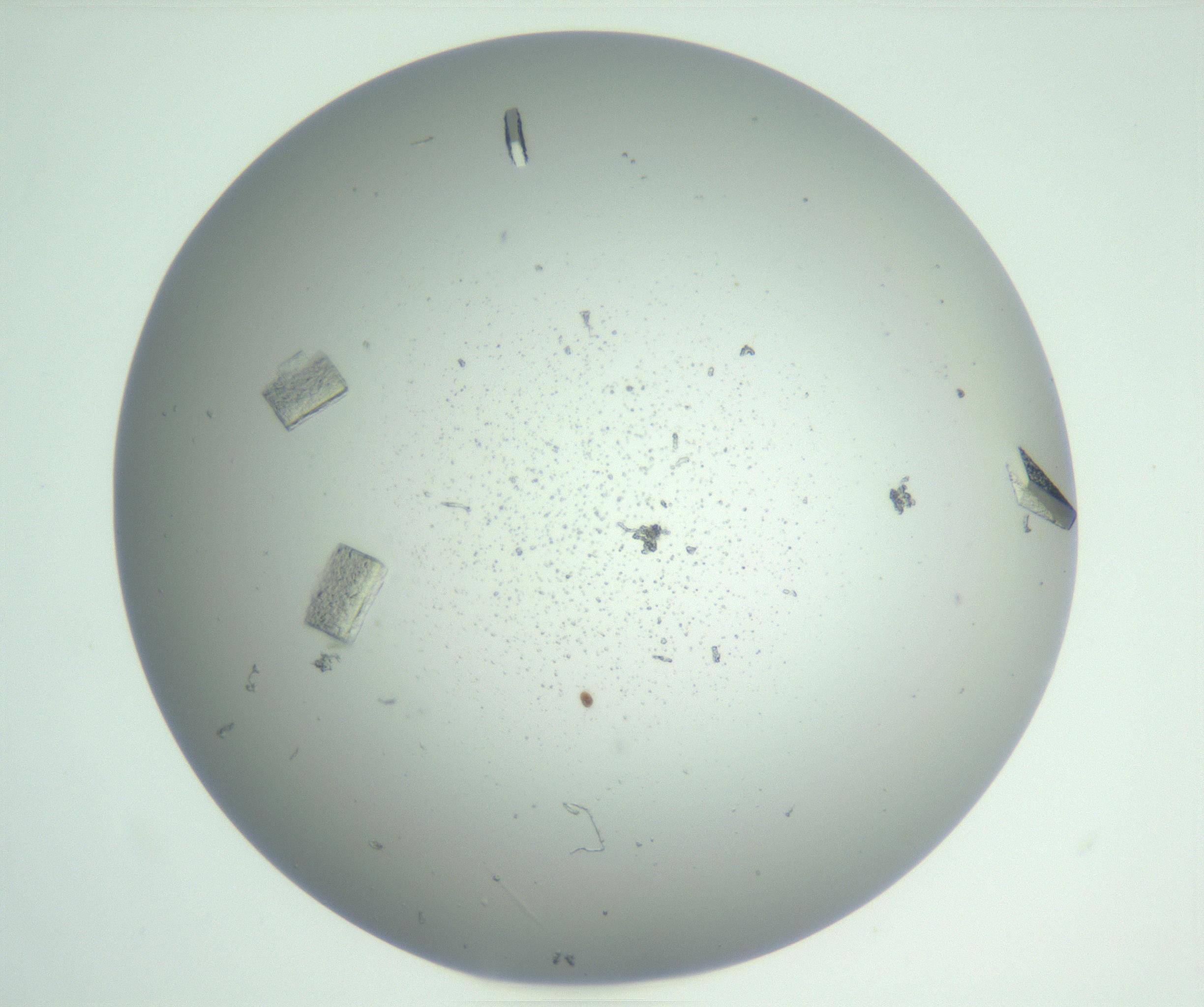 RI01_03_000_0212_Proj1_Clon1_MC_0000MC102855_007_161020_02_05_01_00_99_002_001_RAI.jpg