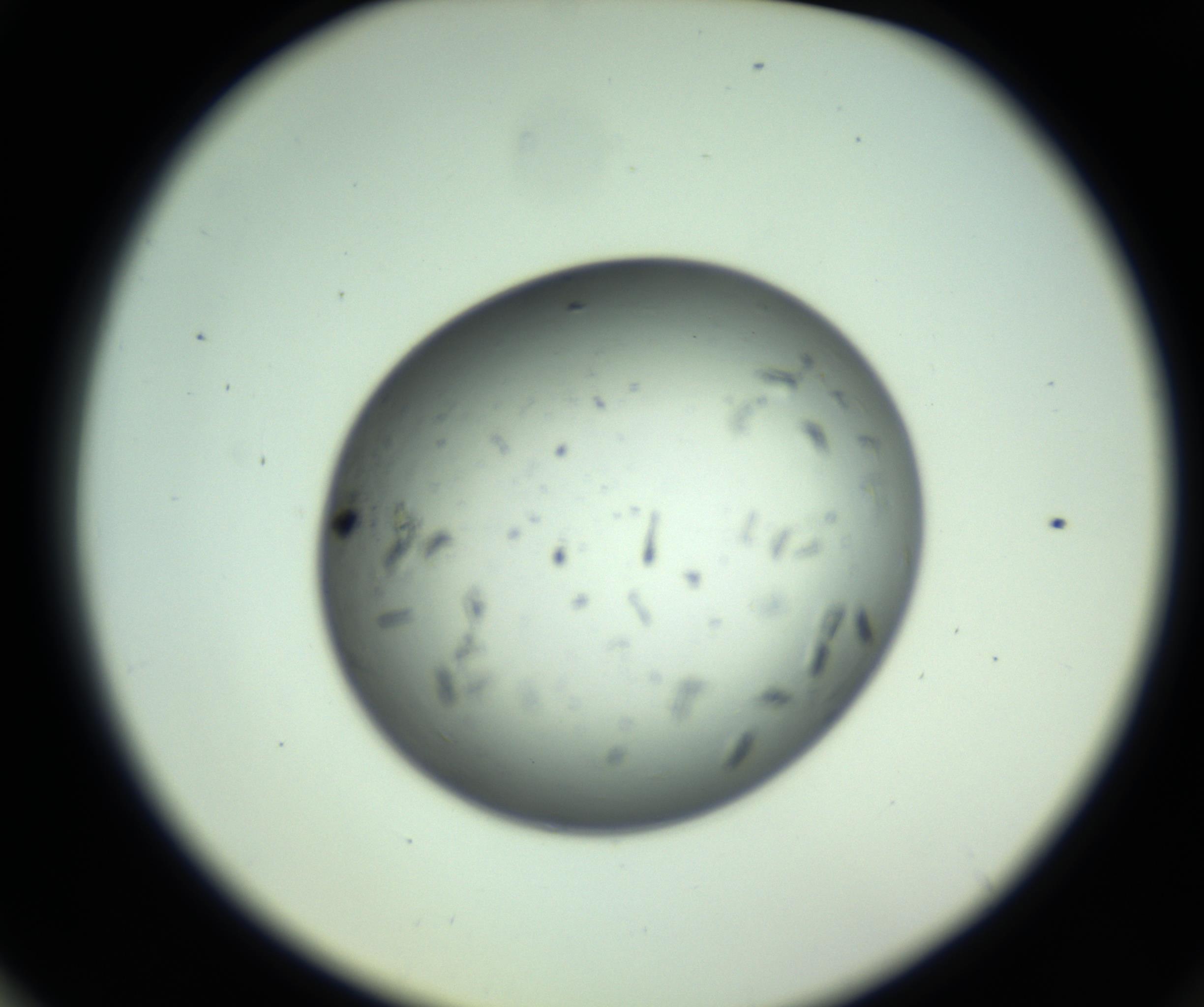 RI01_03_000_0212_Proj1_Clon1_MC_0000MC102855_007_161020_03_07_02_00_98_002_001_RAI.jpg