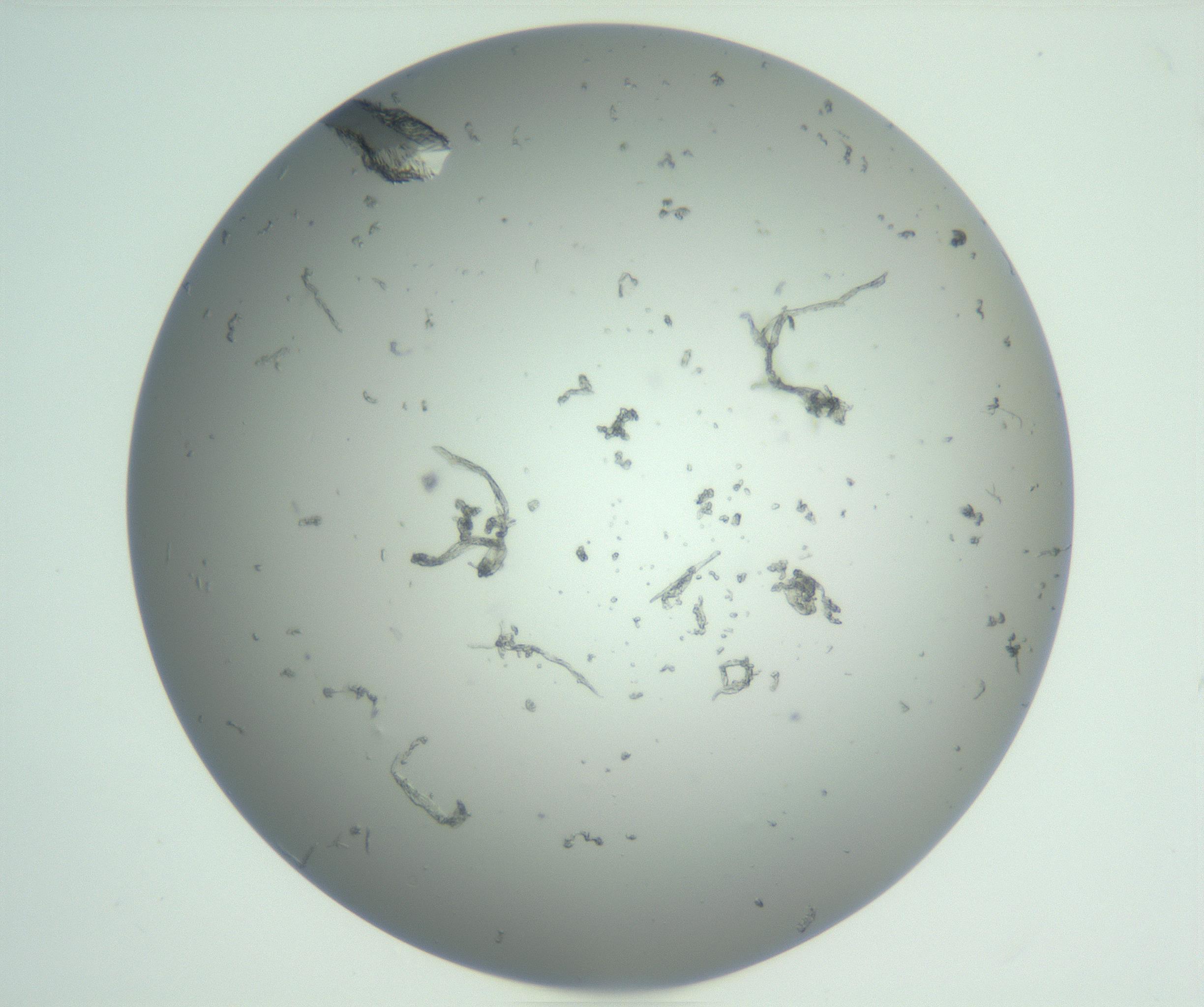 RI01_03_000_0212_Proj1_Clon1_MC_0000MC102855_007_161020_05_02_01_00_99_002_001_RAI.jpg