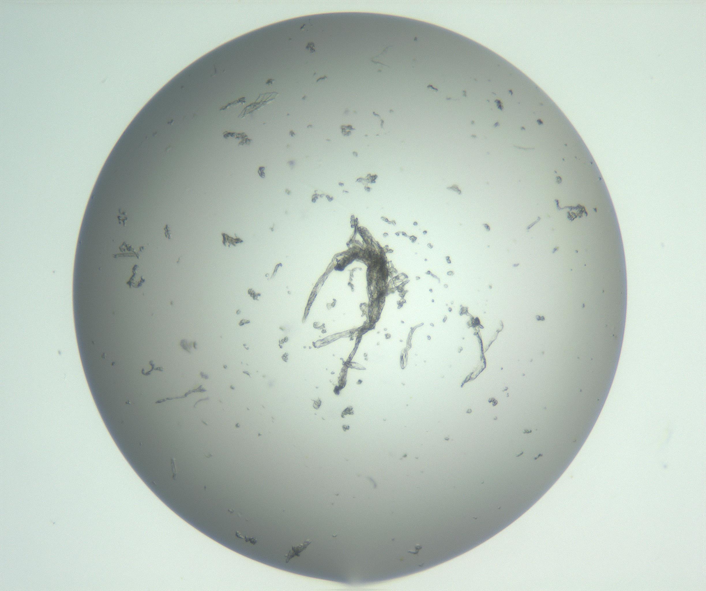 RI01_03_000_0212_Proj1_Clon1_MC_0000MC102855_007_161020_06_02_01_00_99_002_001_RAI.jpg