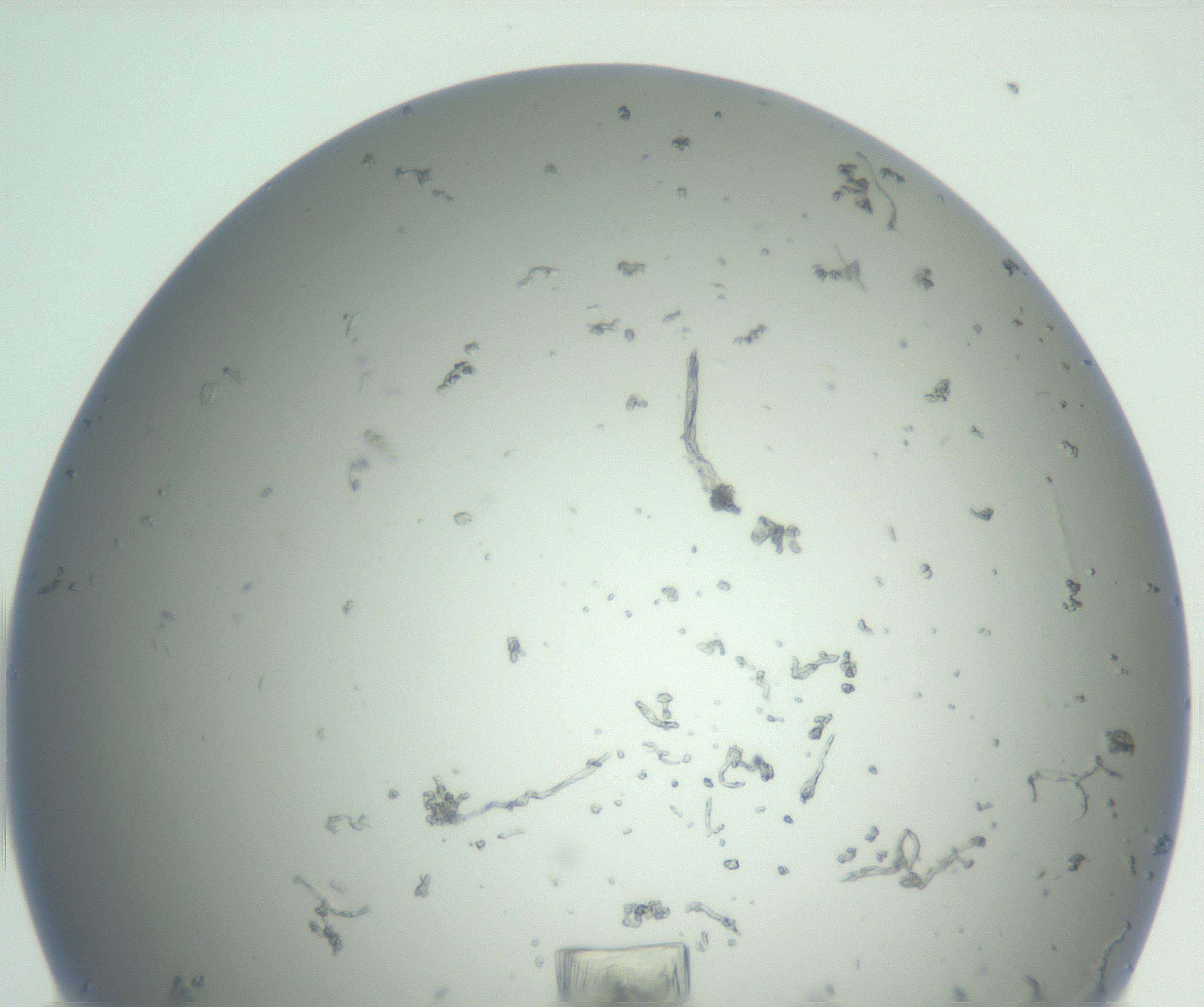 RI01_03_000_0212_Proj1_Clon1_MC_0000MC102855_007_161020_12_02_01_00_99_002_001_RAI.jpg