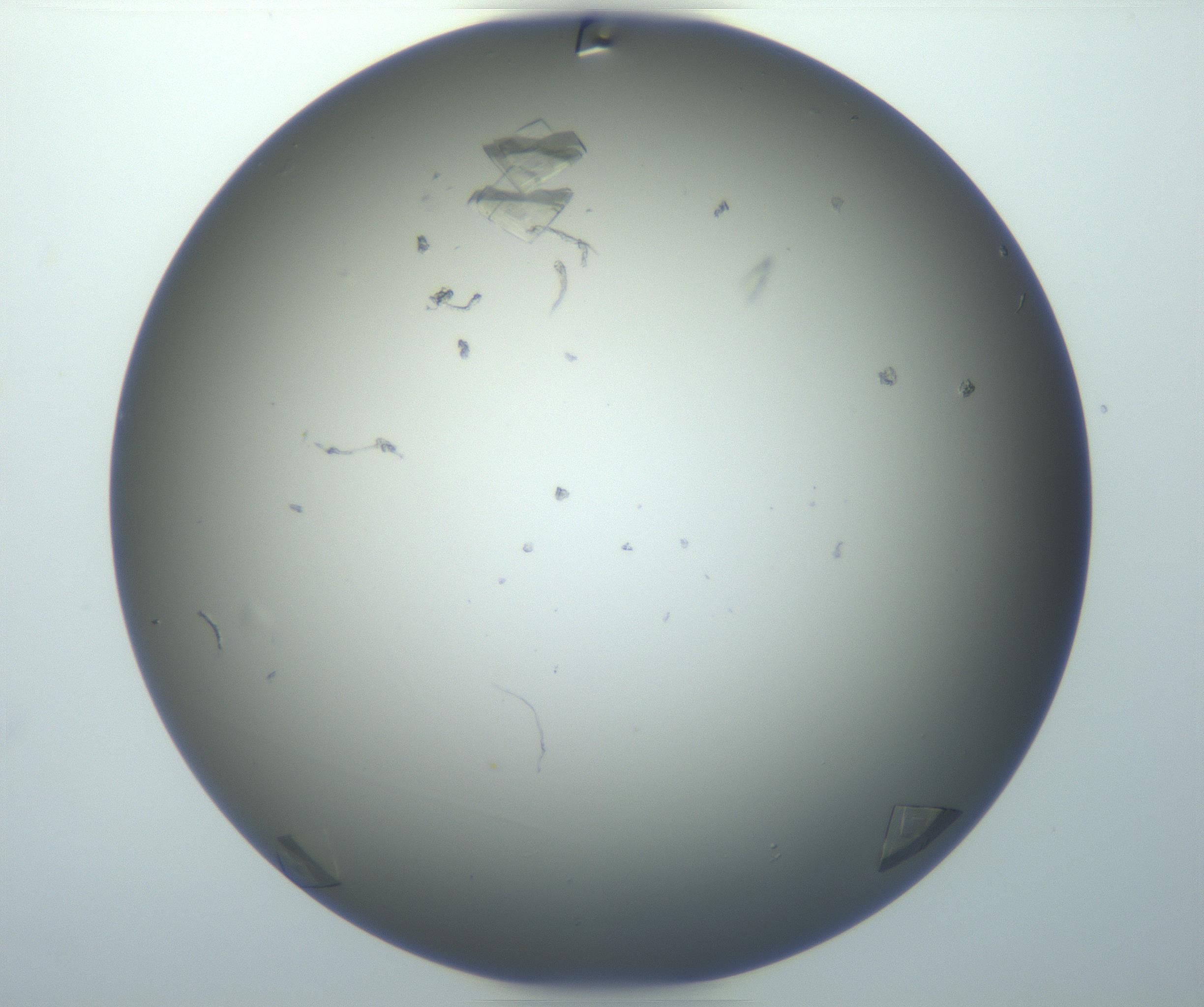 RI01_03_000_0212_Proj1_Clon1_MC_0000MC102856_007_161020_01_06_01_00_99_002_001_RAI.jpg