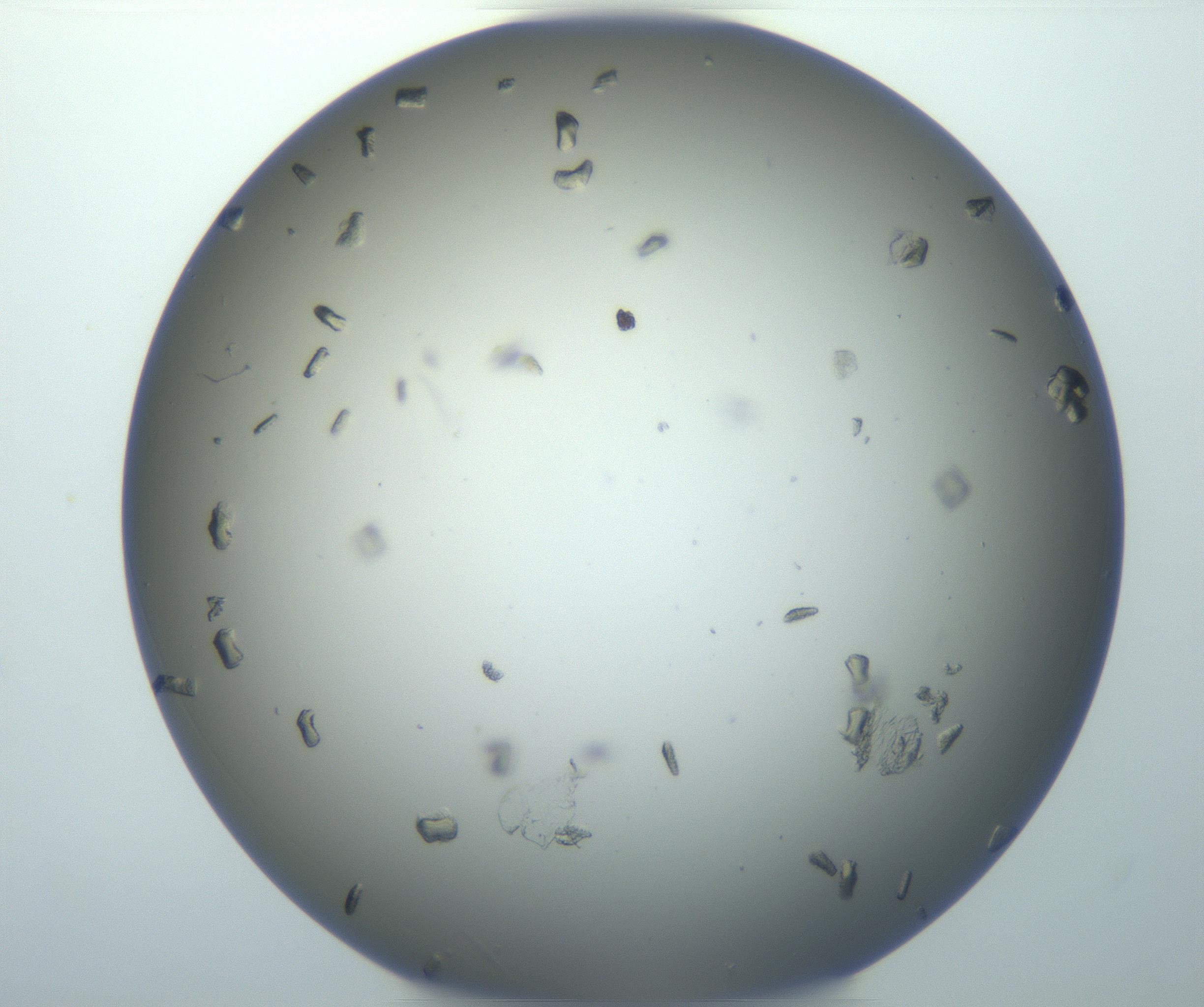 RI01_03_000_0212_Proj1_Clon1_MC_0000MC102856_007_161020_02_05_01_00_99_002_001_RAI.jpg