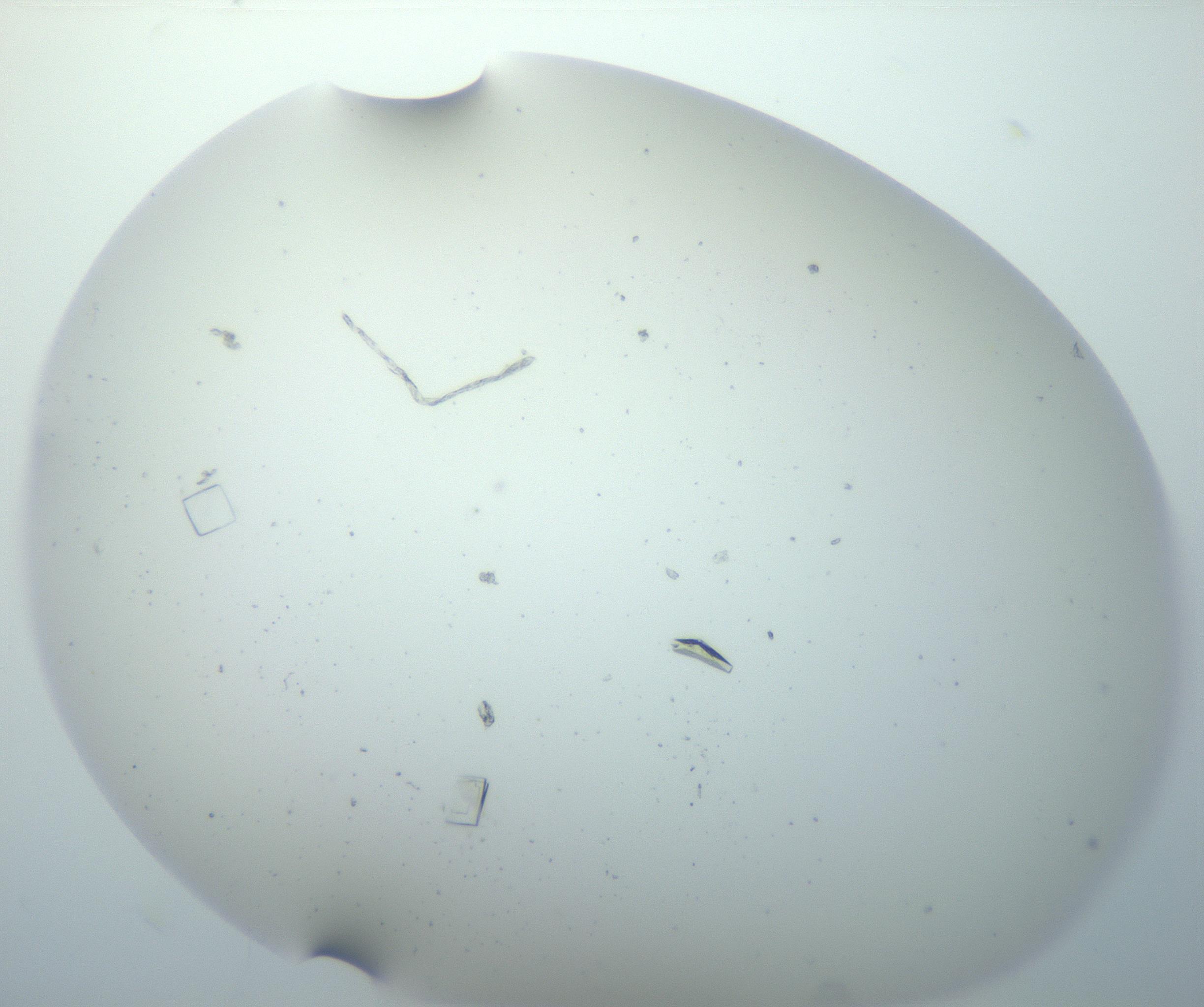 RI01_03_000_0212_Proj1_Clon1_MC_0000MC102856_007_161020_02_05_02_00_99_002_001_RAI.jpg