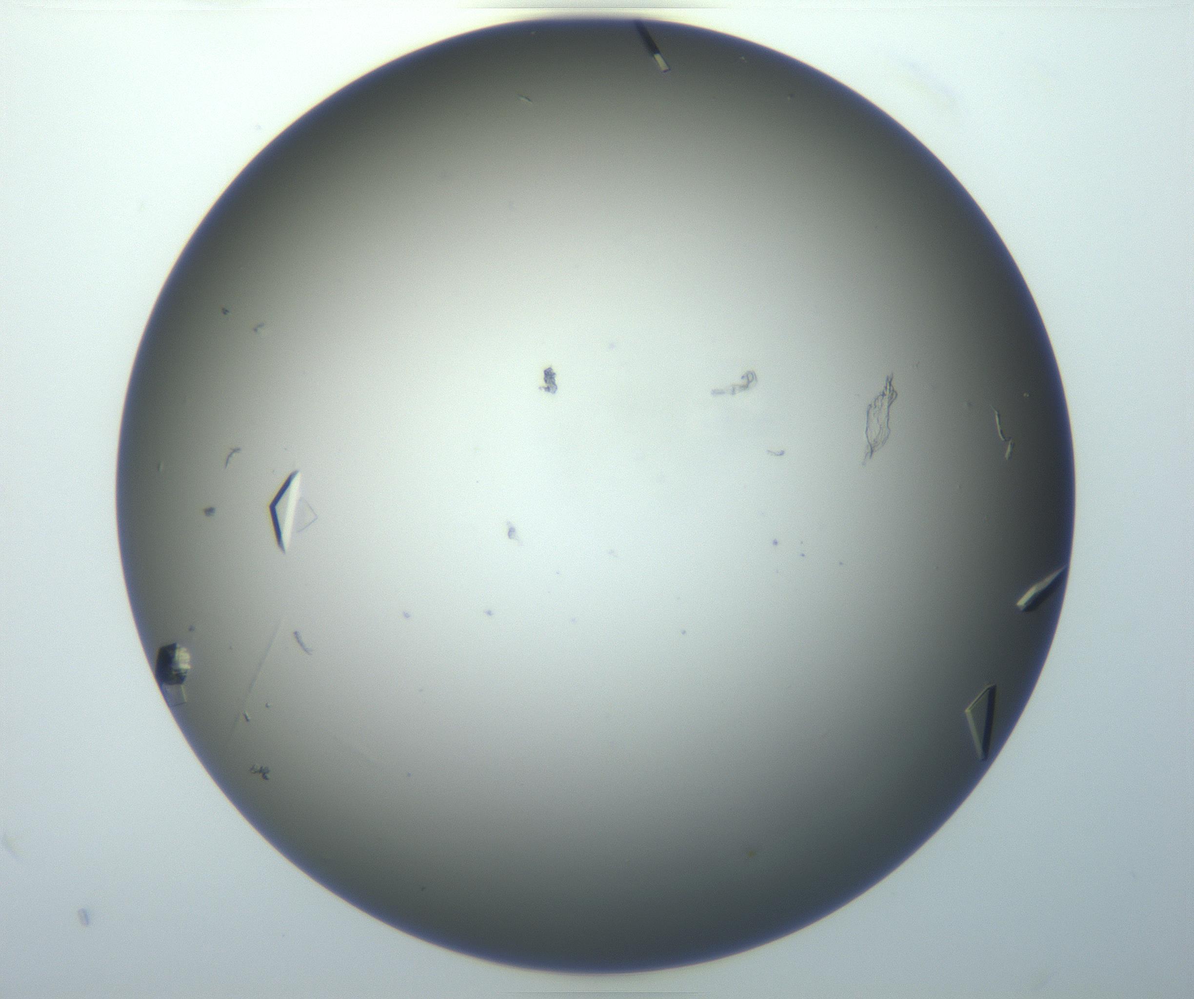 RI01_03_000_0212_Proj1_Clon1_MC_0000MC102856_007_161020_03_06_01_00_99_002_001_RAI.jpg