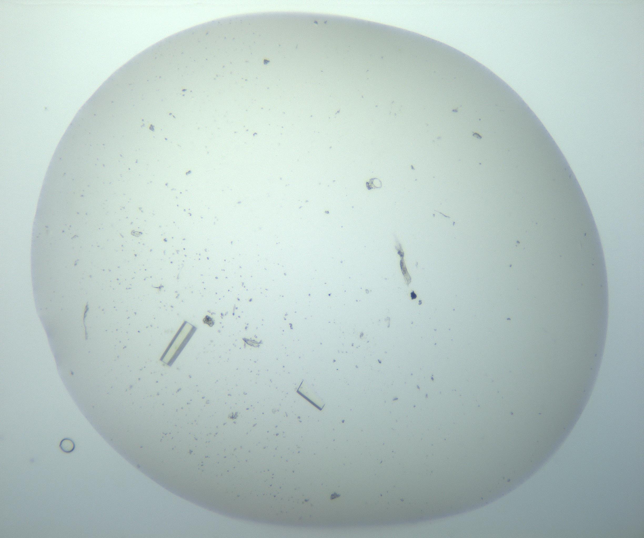 RI01_03_000_0212_Proj1_Clon1_MC_0000MC102856_015_161215_03_05_02_00_99_002_001_RAI.jpg