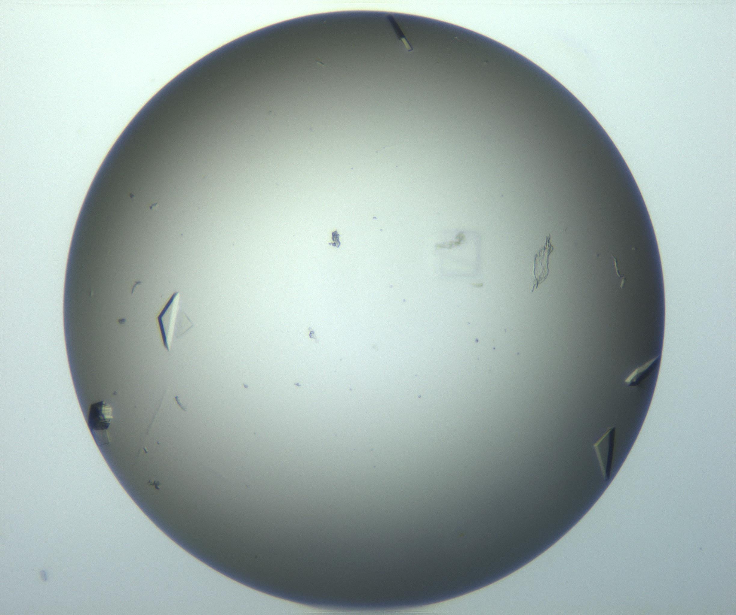 RI01_03_000_0212_Proj1_Clon1_MC_0000MC102856_015_161215_03_06_01_00_99_002_001_RAI.jpg