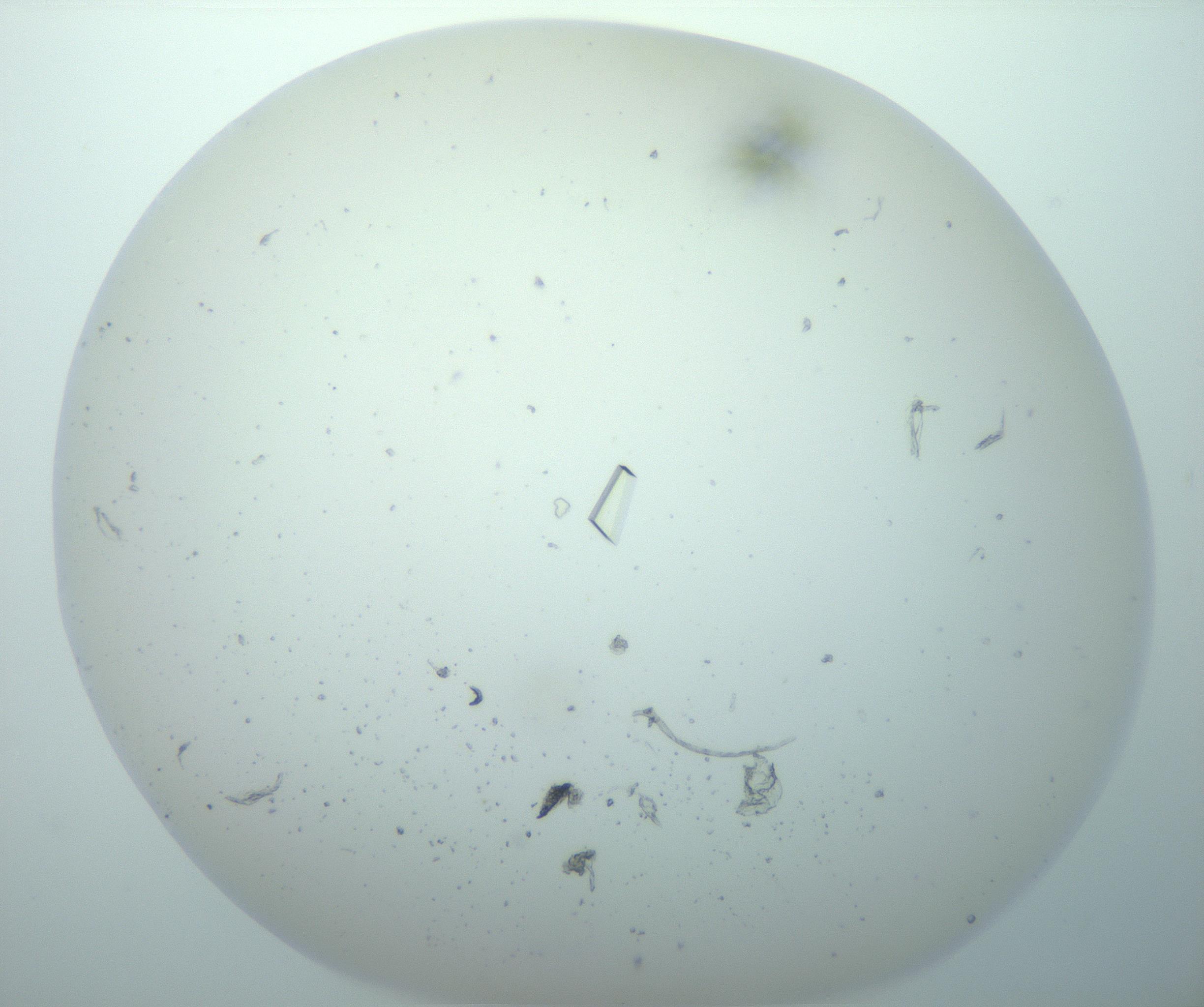 RI01_03_000_0212_Proj1_Clon1_MC_0000MC102856_015_161215_04_07_02_00_99_002_001_RAI.jpg